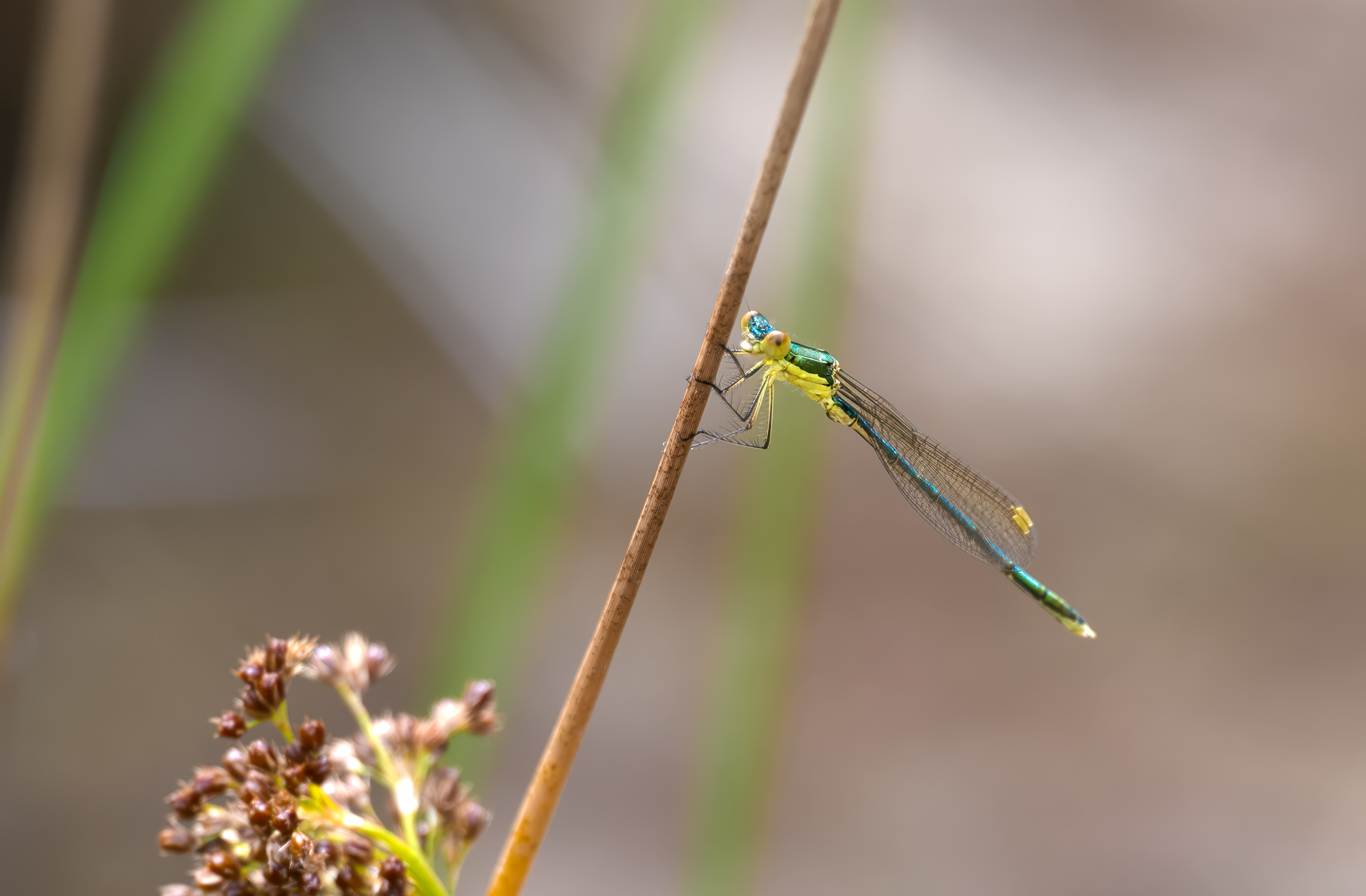 Šídlatka zelená (Lestes virens), Pískovna Lesů ČR - Cep, 07/2025