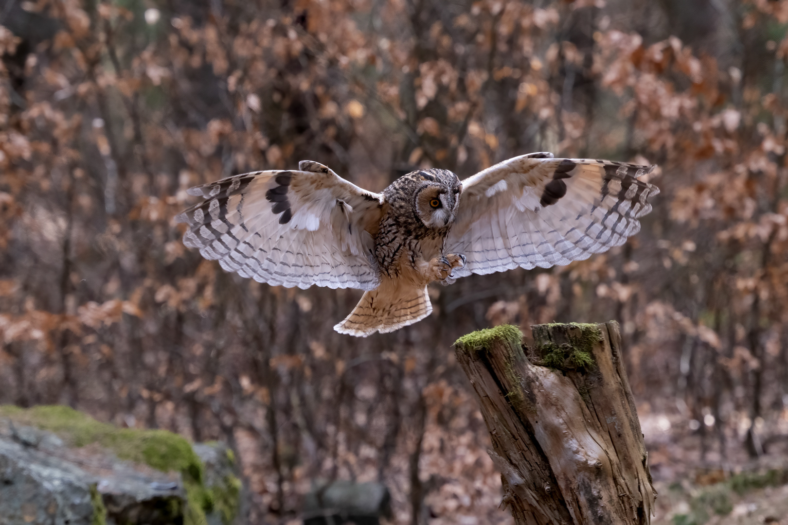 Kalous ušatý (Asio otus), Vysočina, 03/2022