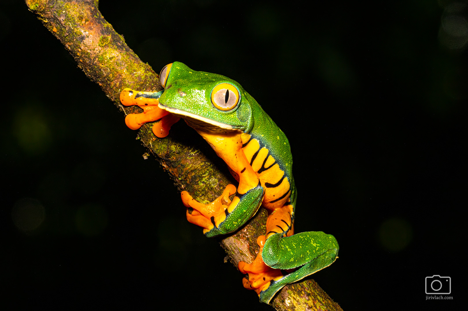 Listovnice ostruhatá (Splendid leaf frog, Cruziohyla calcarifer, syn. Agalychnis calcarifer)