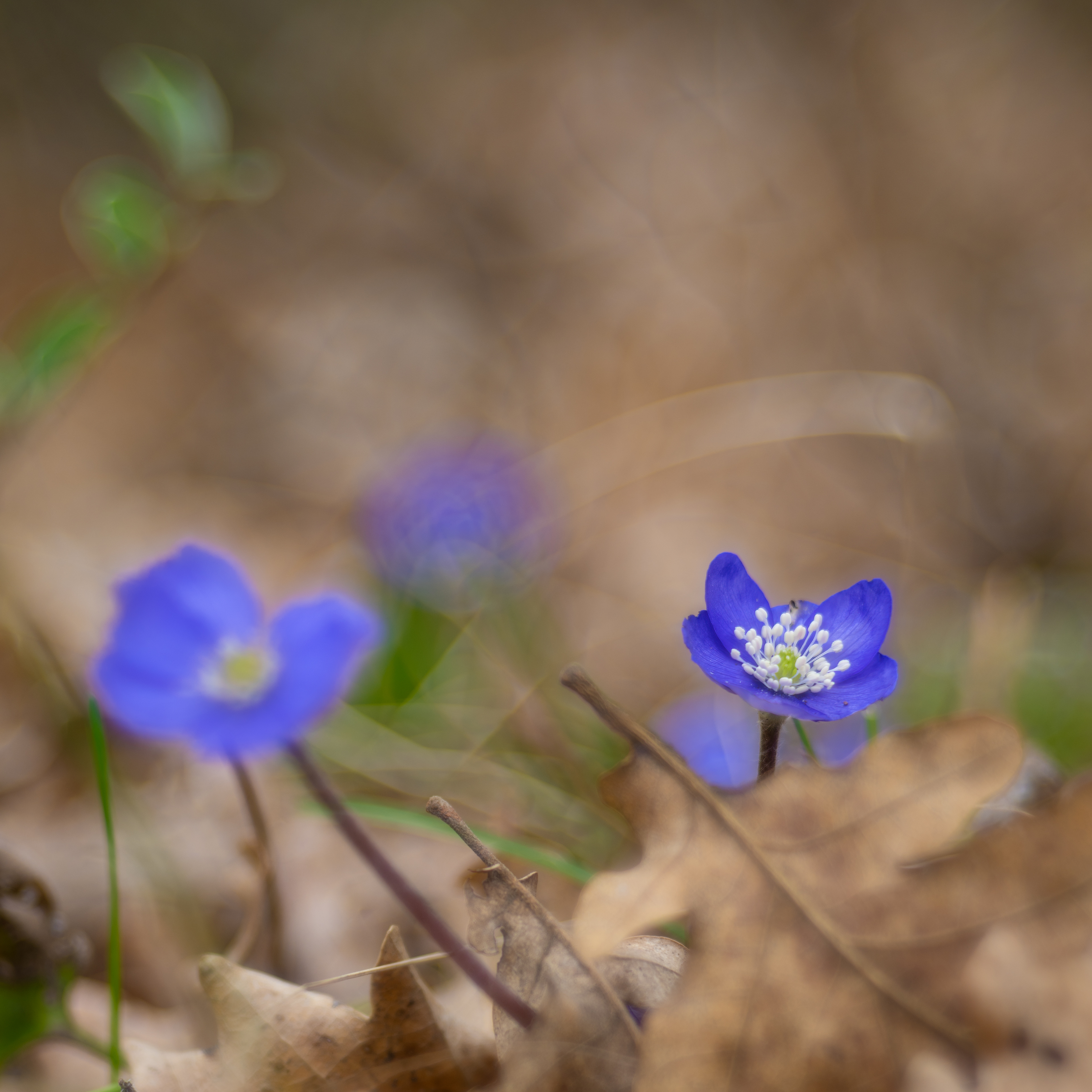 Jaterník podléška (Hepatica nobilis)