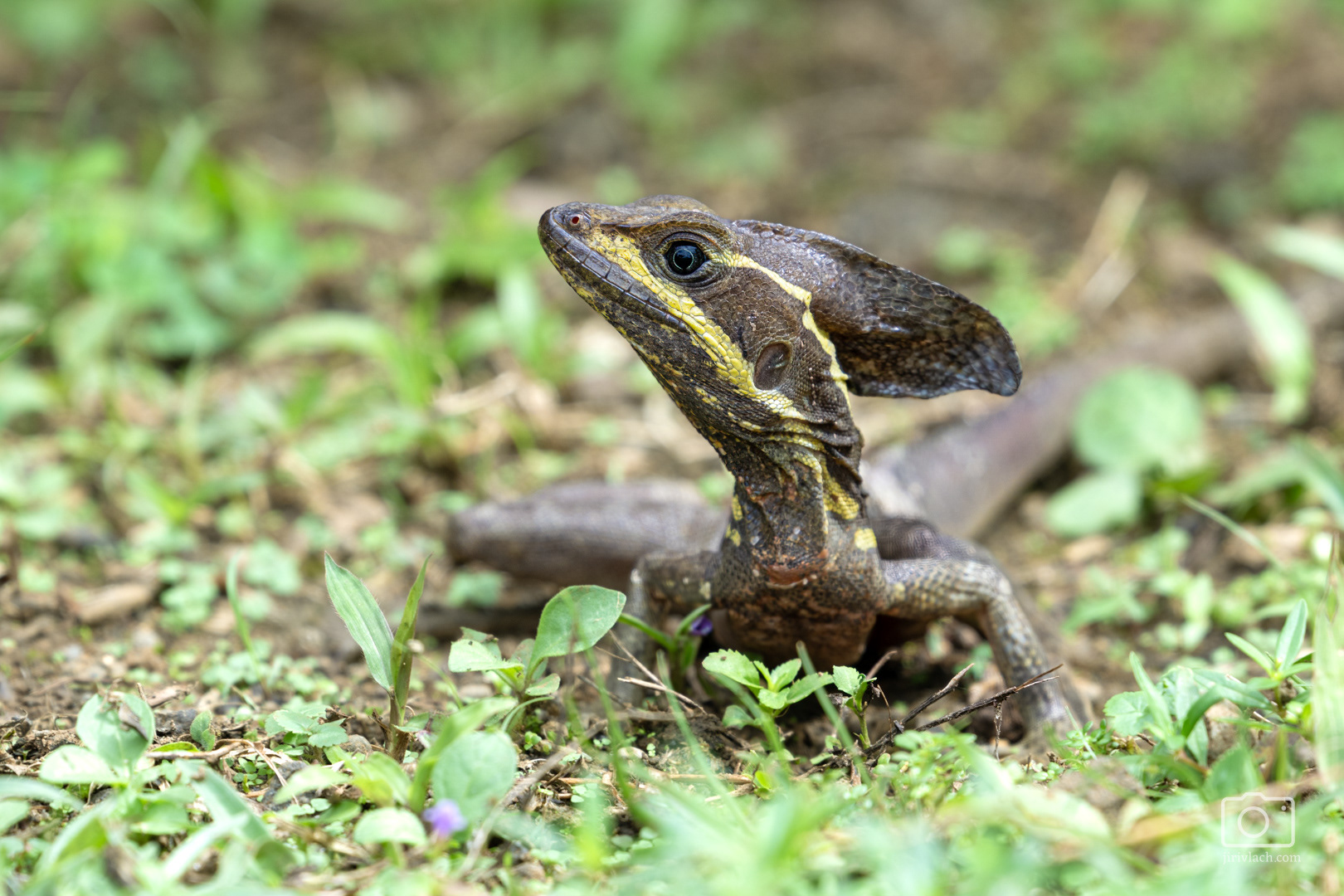 Bazilišek páskovaný (Brown basilisk, Basiliscus vittatus)