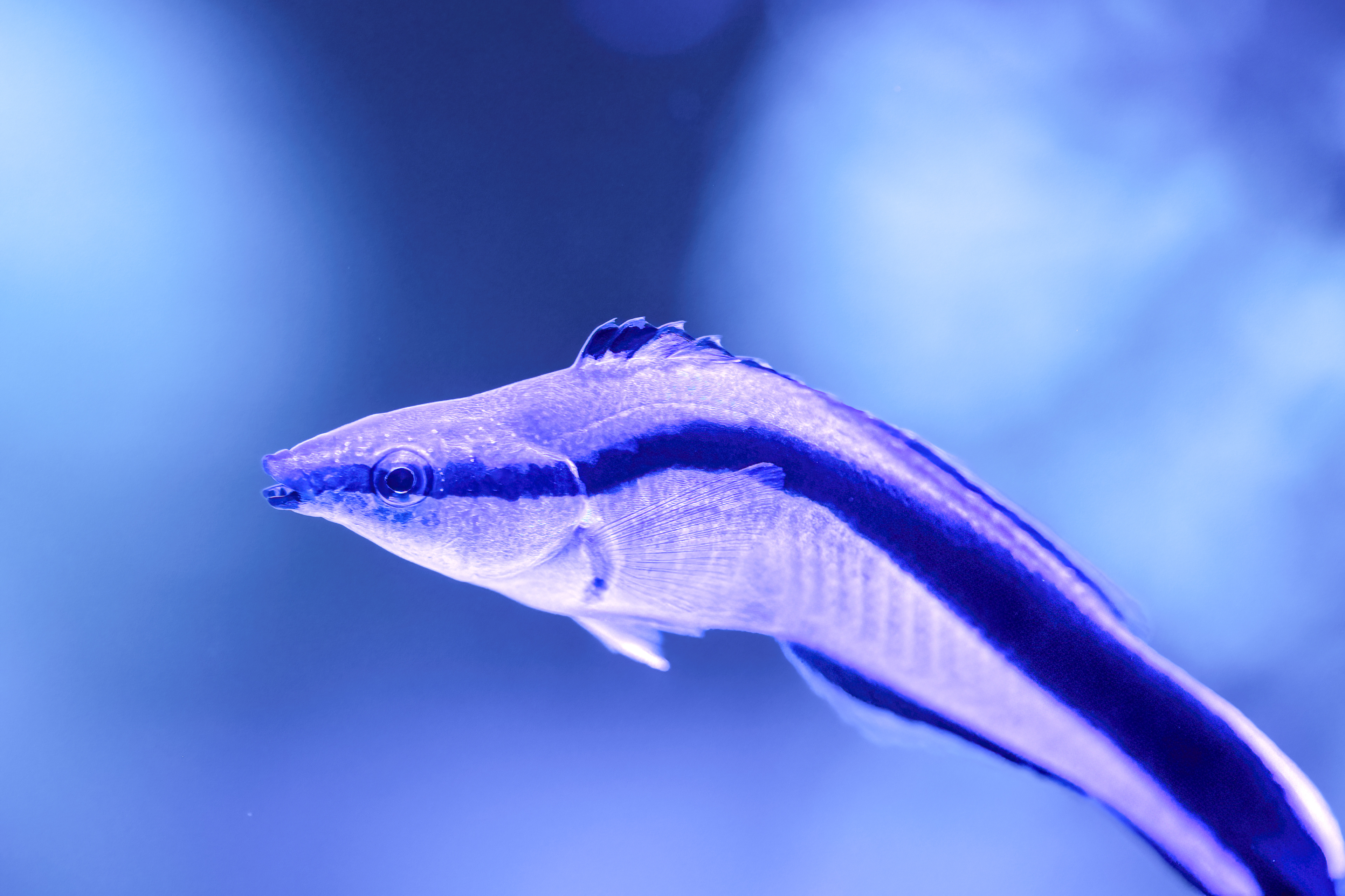 Pyskoun rozpůlený (Labroides dimidiatus)