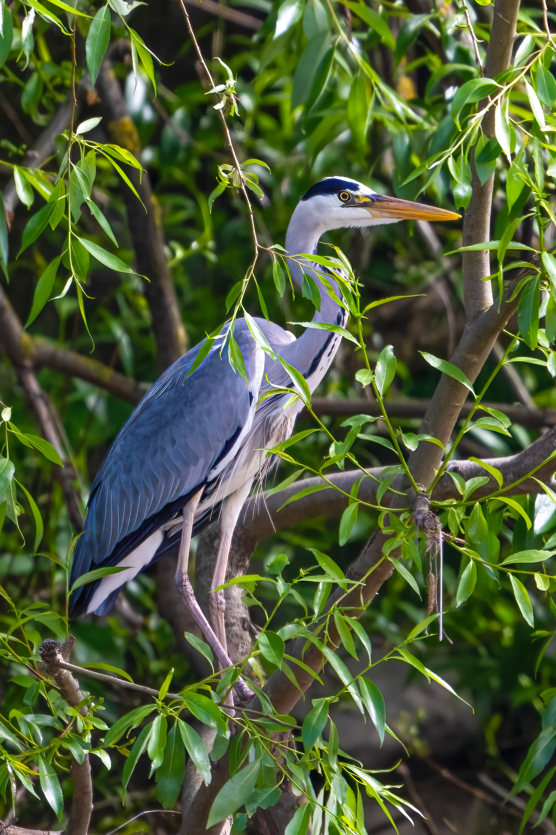 Volavka popelavá (Ardea cinerea), Lštění, 05/2024
