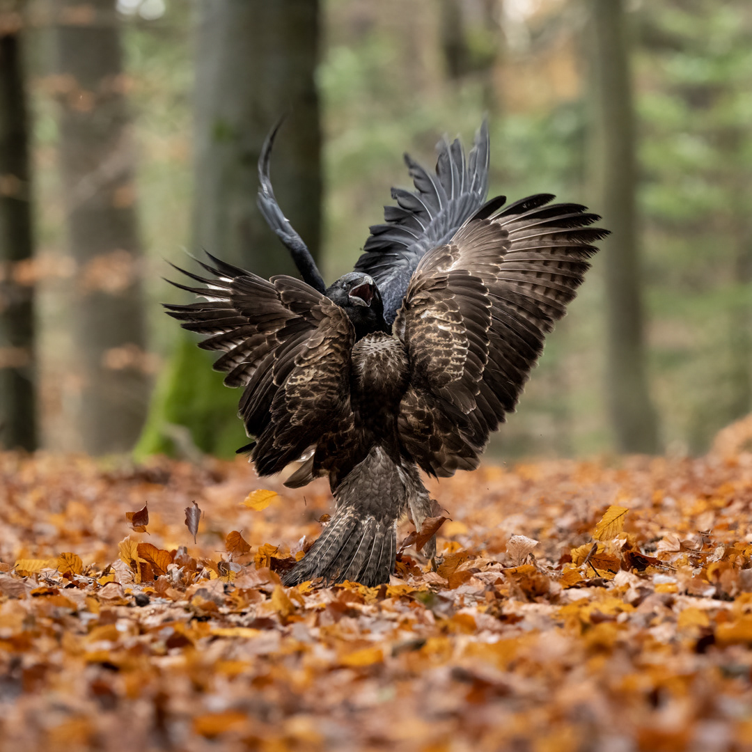 Káně lesní (Buteo buteo) a Krkavec velký (Corvus corax), boj o kořist, Vysočina, 11/2022