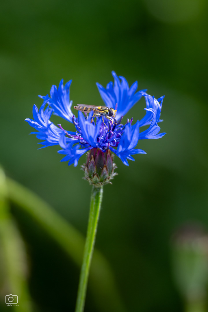 Chrpa modrá (Centaurea cyanus), Pyšely, 06/2026