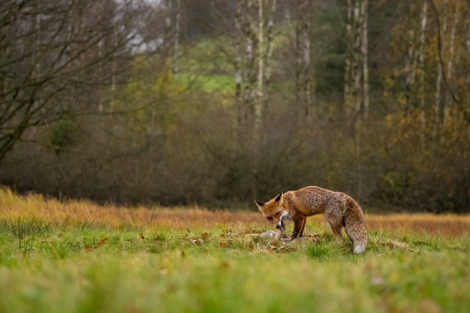 Liška obecná (Vulpes vulpes), Vysočina, 11/2022
