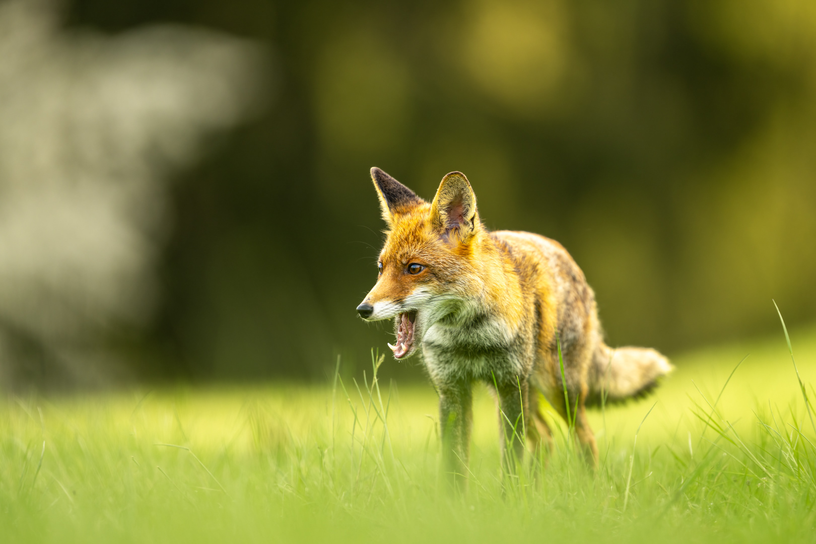 Liška obecná (Vulpes vulpes), Vysočina, 03/2024