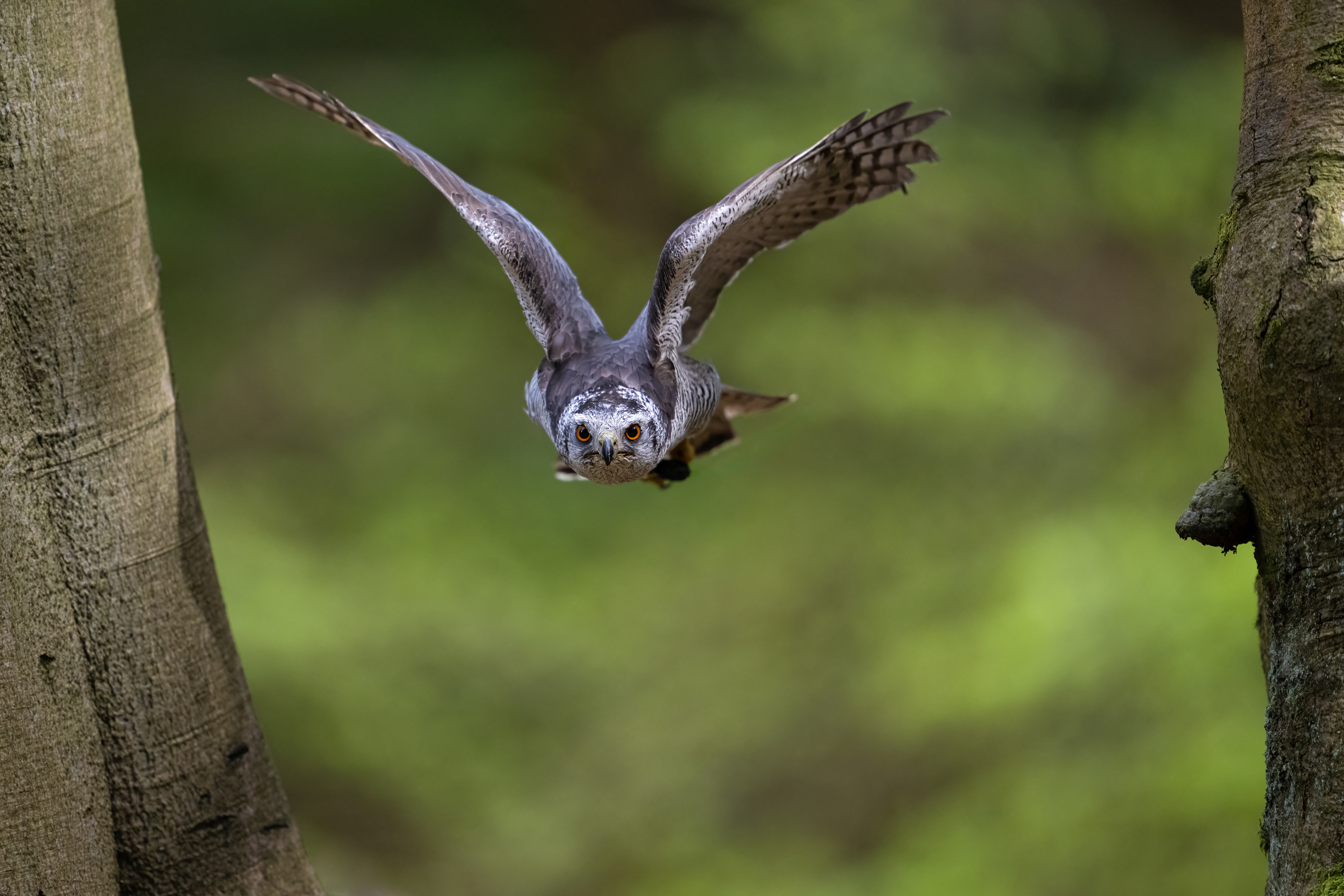 Jestřáb lesní (Accipiter gentilis), Vysočina, 04/2024