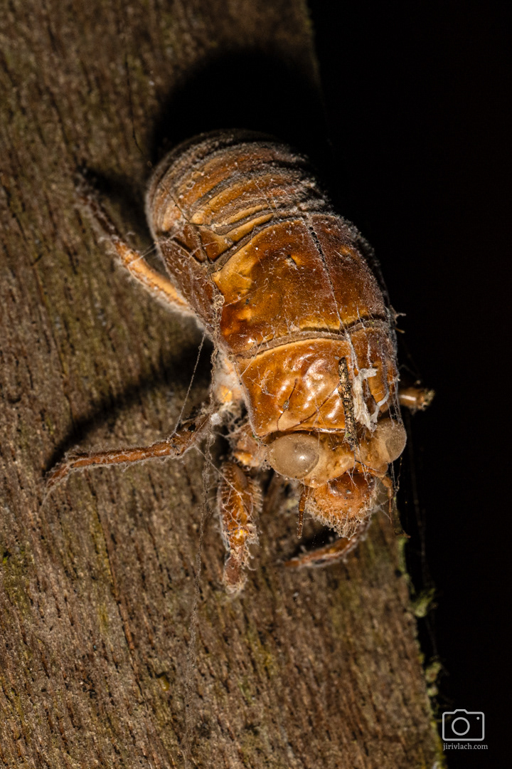 Nymfa cikády (The giant cicada, Quesada gigas)