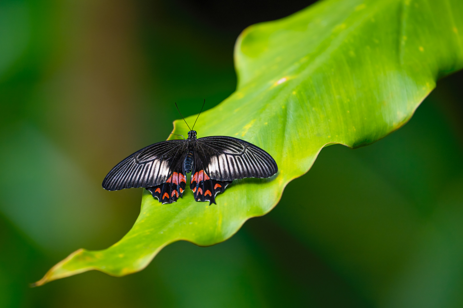 Papilio polytes (Common mormon), Fata Morgana, Praha, 05/2024