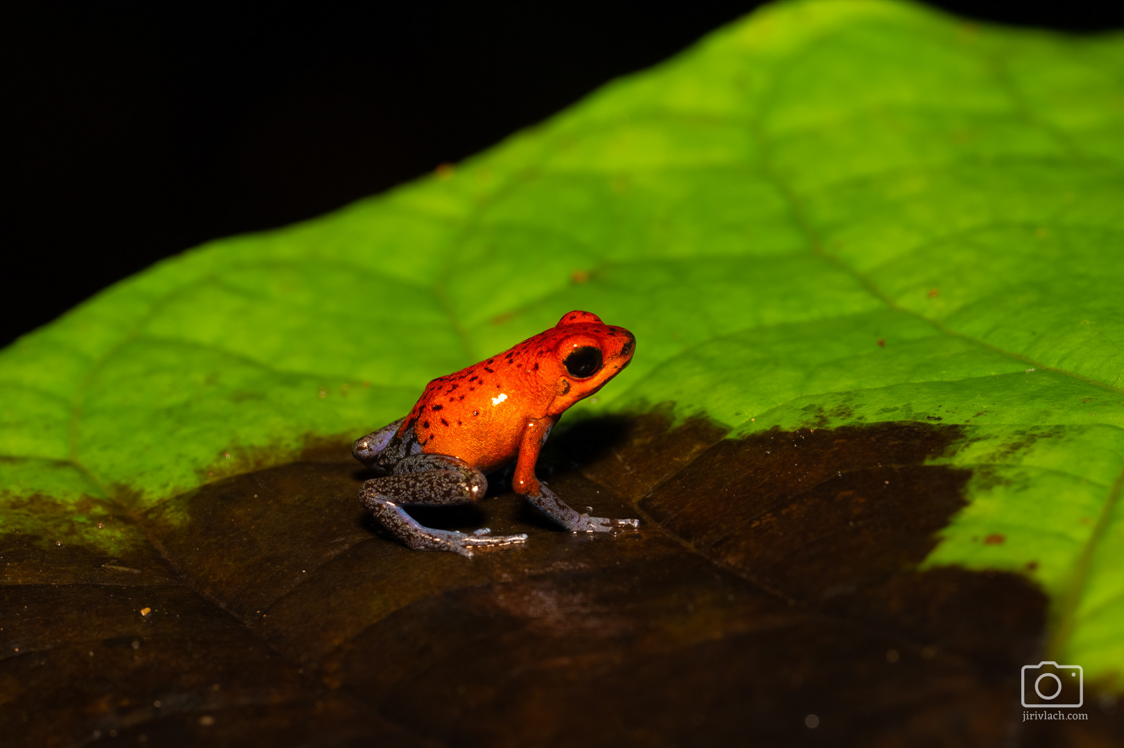 Pralesnička drobná (strawberry poison frog, strawberry poison-dart frog or blue jeans poison frog, Oophaga pumilio, dříve Dendrobates pumilio)
