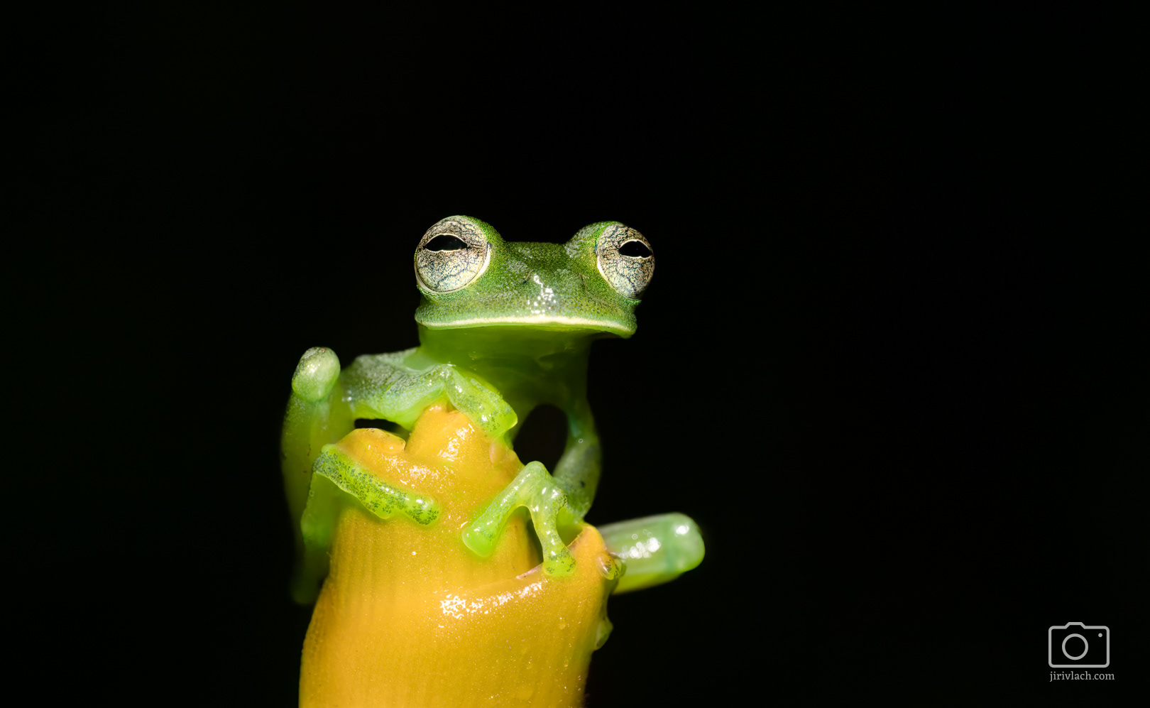 Rosněnka průsvitná (Emerald glass frog, Centrolene prosoblepon)
