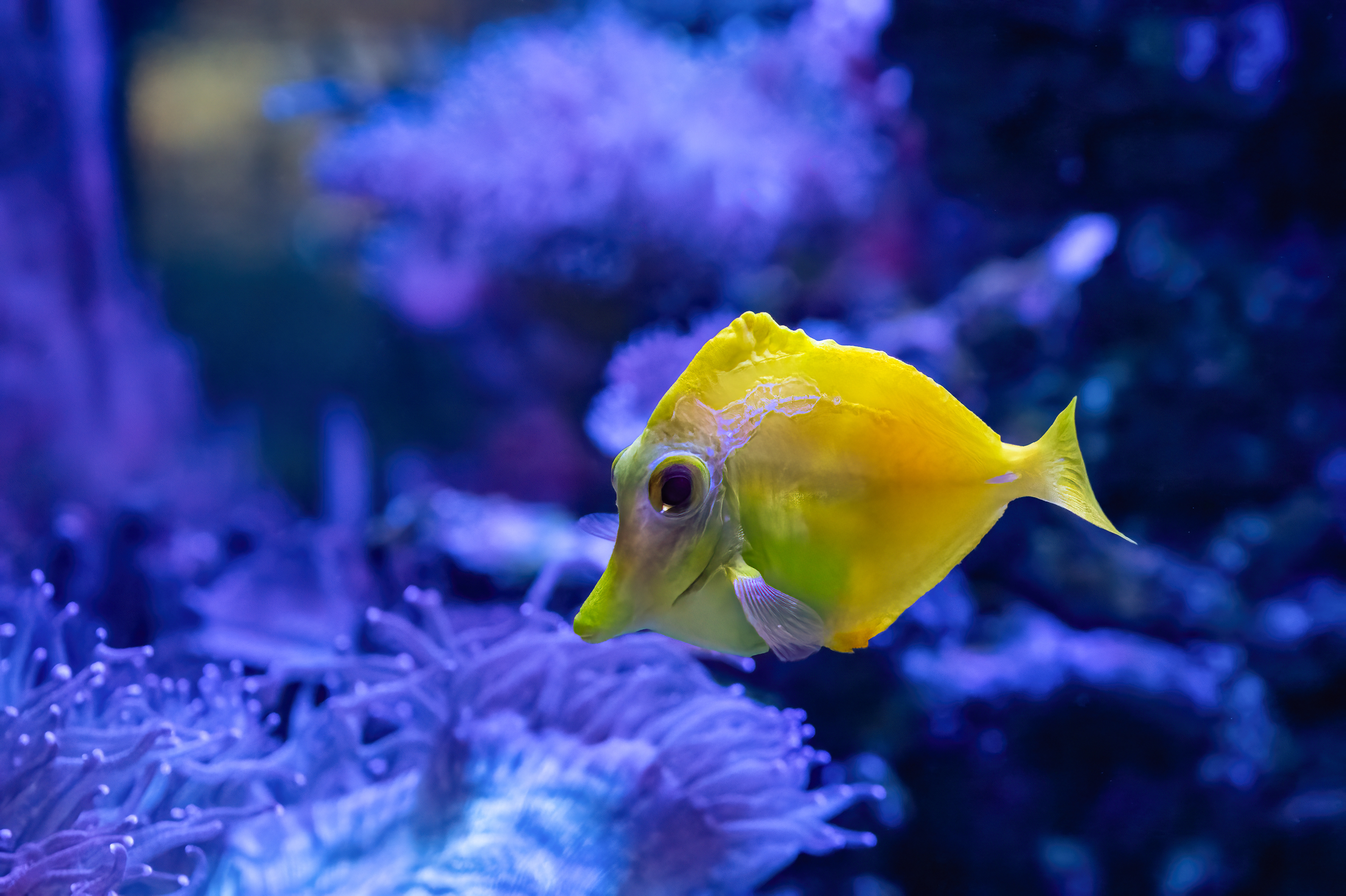 Bodlok žlutý (Zebrasoma flavescens)