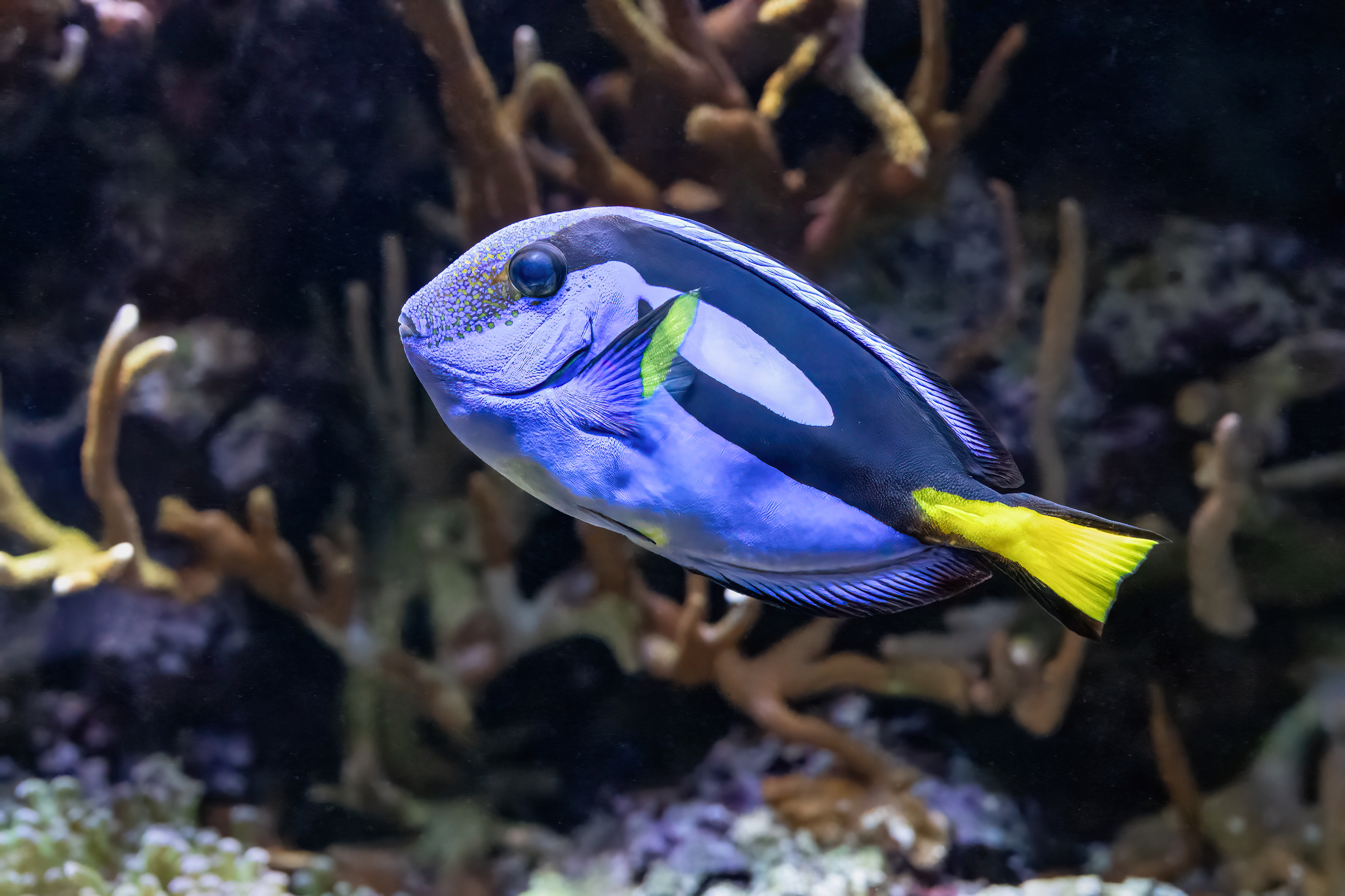 Bodlok pestrý (Paracanthurus hepatus)