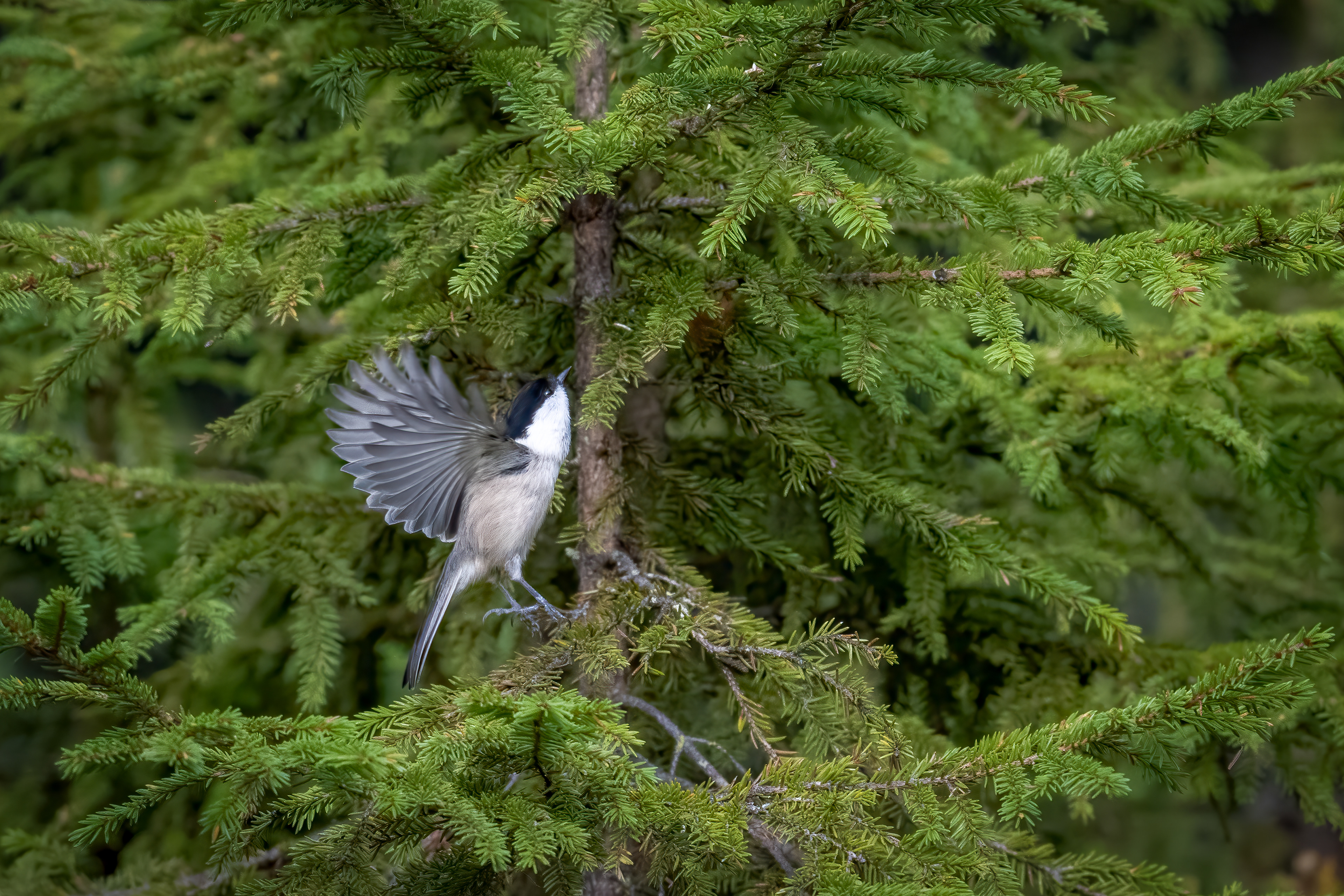 Sýkora lužní (Poecile montanus), Finsko, 09/2025