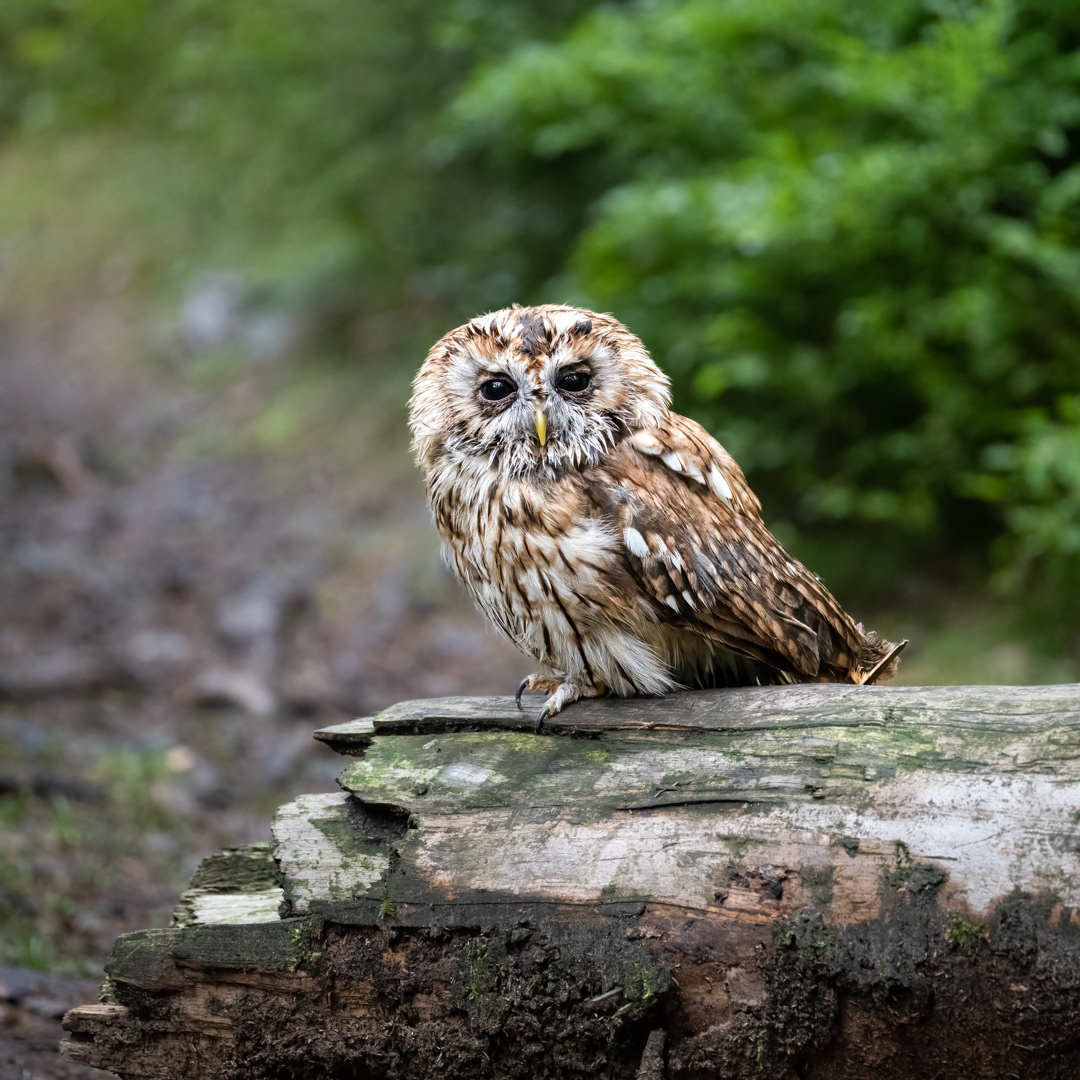 Puštík obecný (Strix aluco), Vysočina, 08/2022