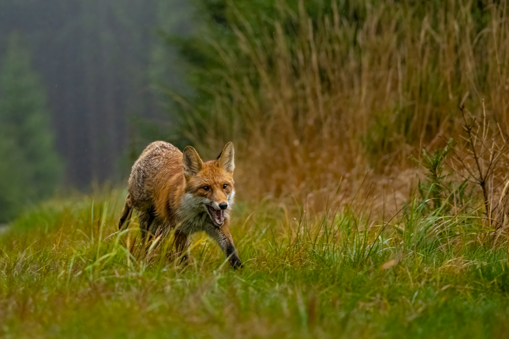 Liška obecná (Vulpes vulpes), Vysočina, 11/2022
