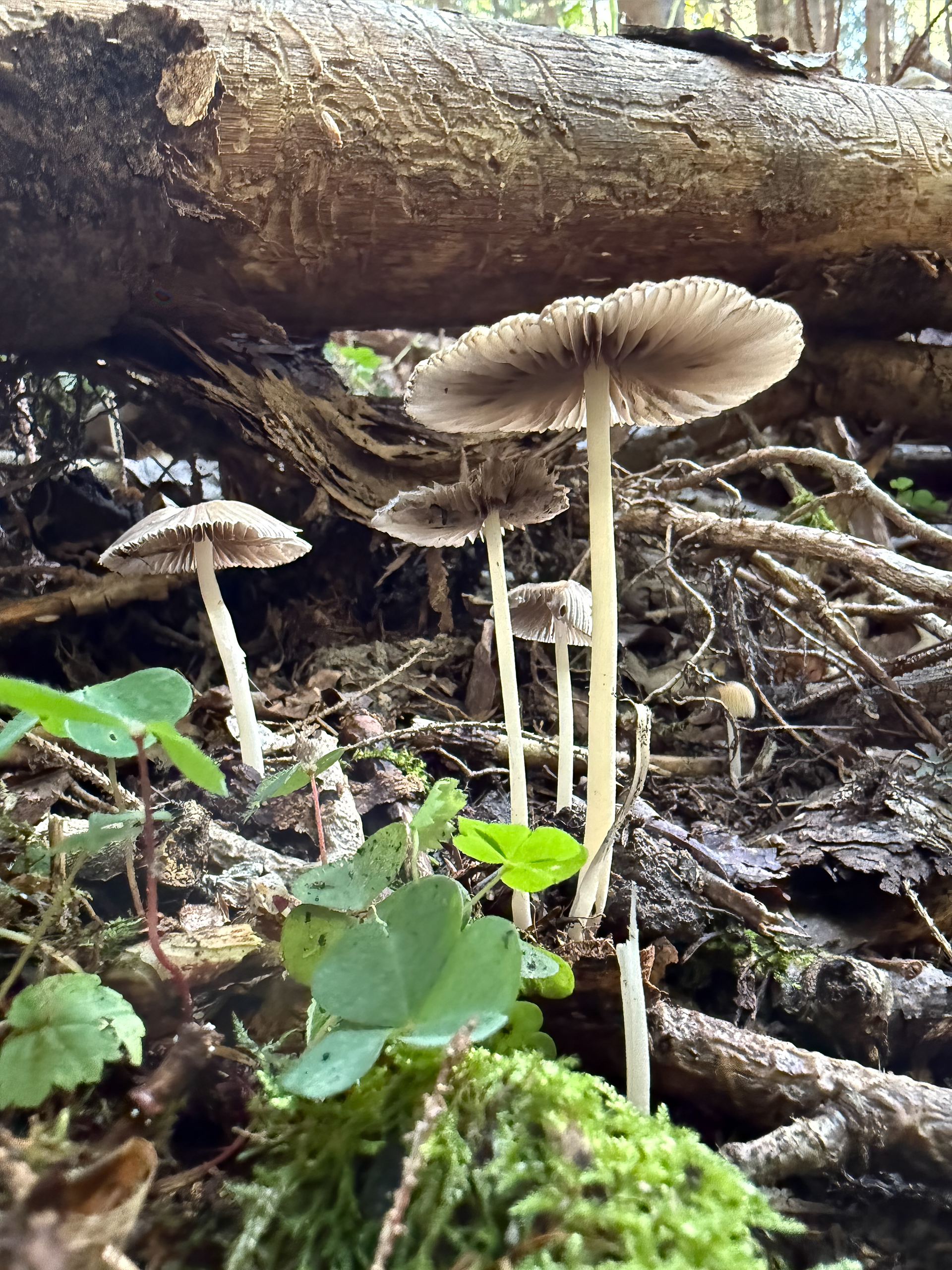 Hnojník (Parasola), Pyšely, 09/2025