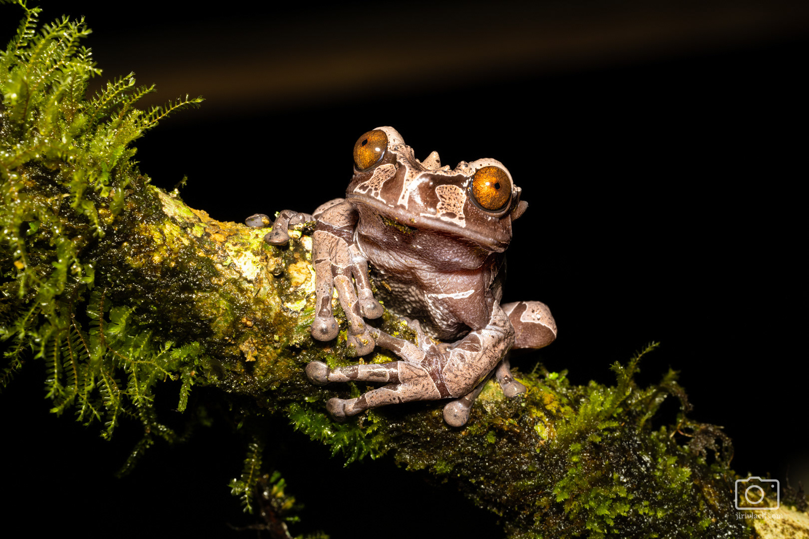 Rosnička trnitá (Crowned Treefrog, Triprion spinosus)