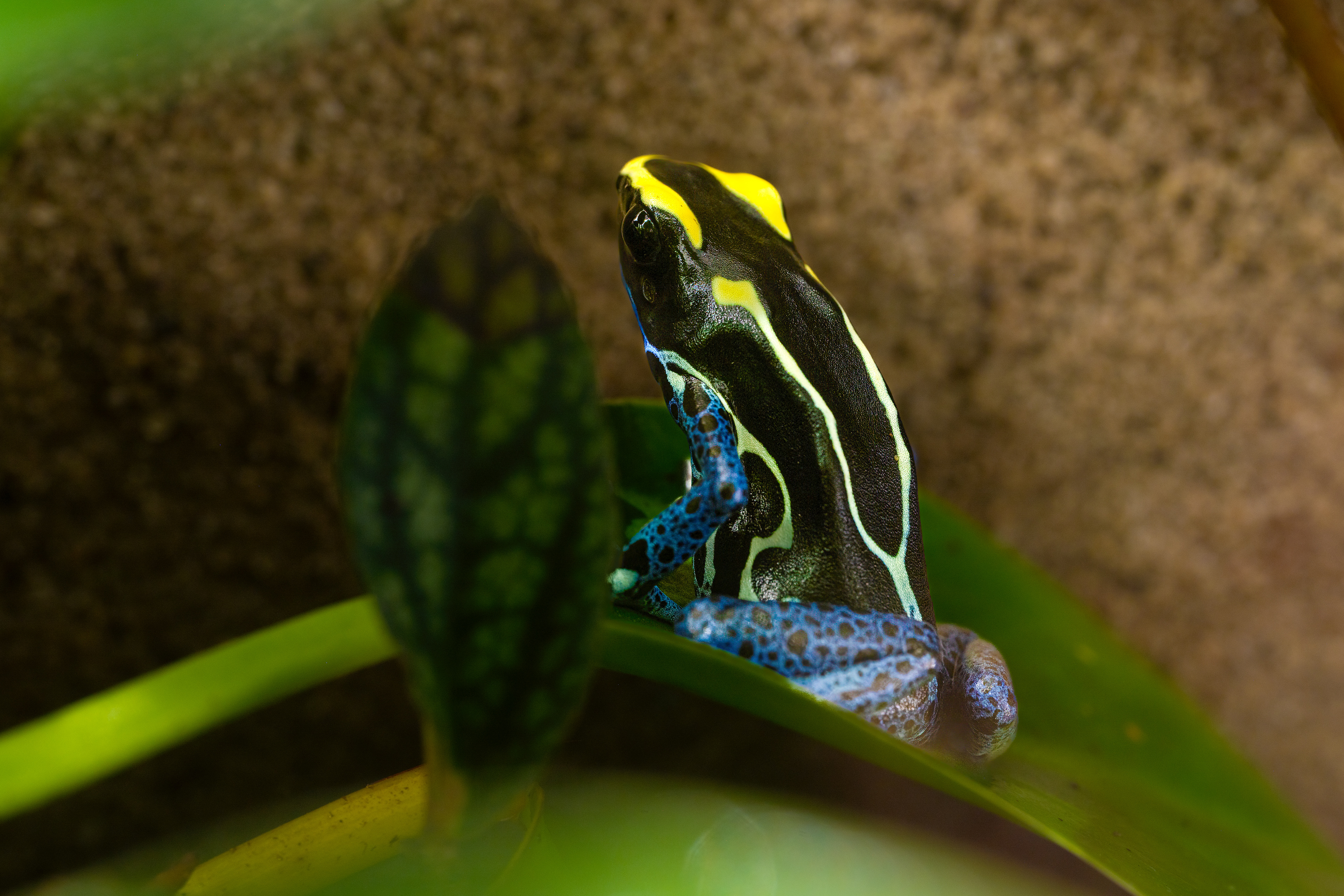 Pralesnička barvířská "Suriname cobalt" (Dendrobates tinctorius "Suriname cobalt"), 08/2024