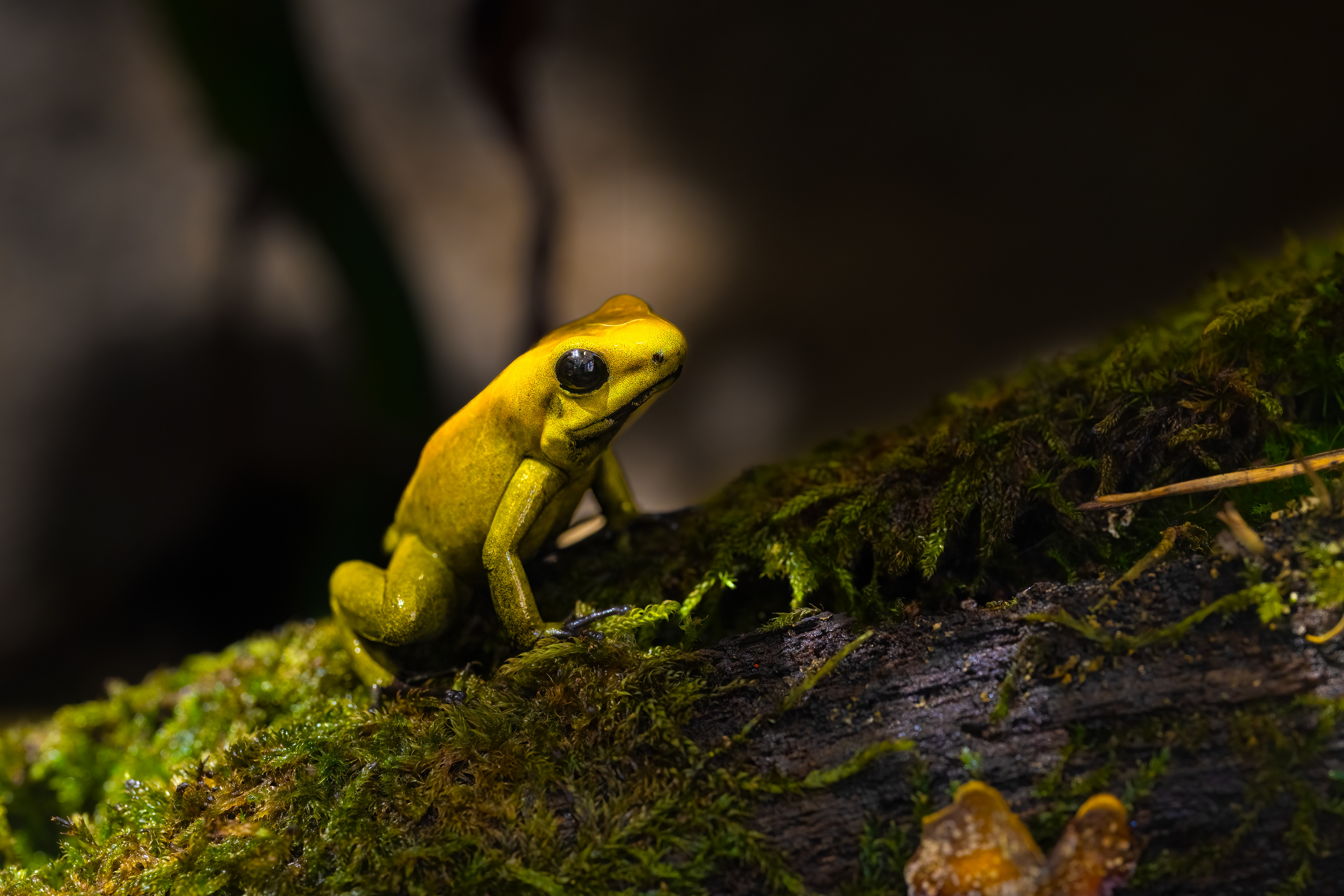 Pralesnička dvoubarvá (Phyllobates bicolor), 08/2024
