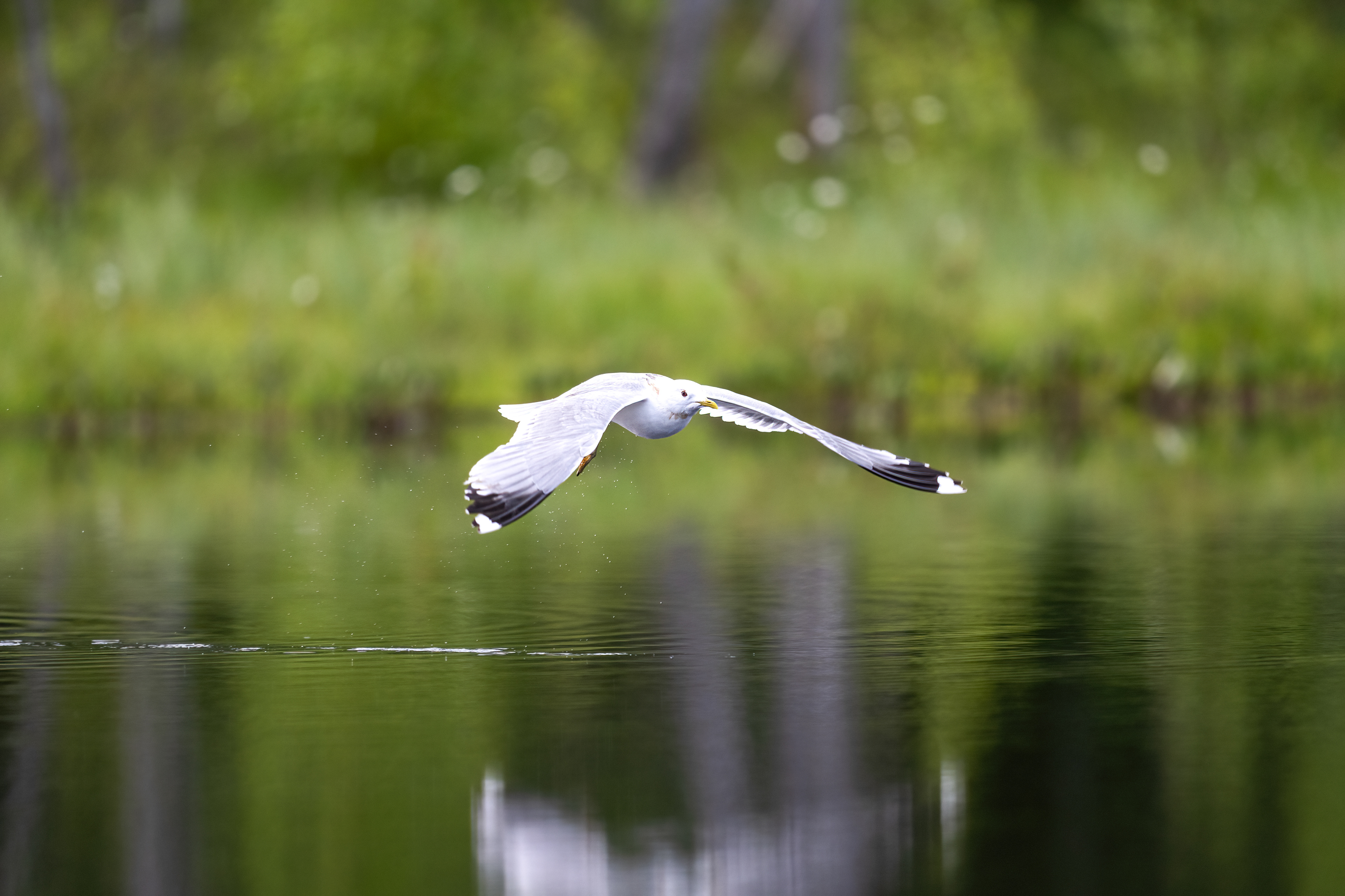 Racek chechtavý (Chroicocephalus ridibundus), Finsko, 06/2024