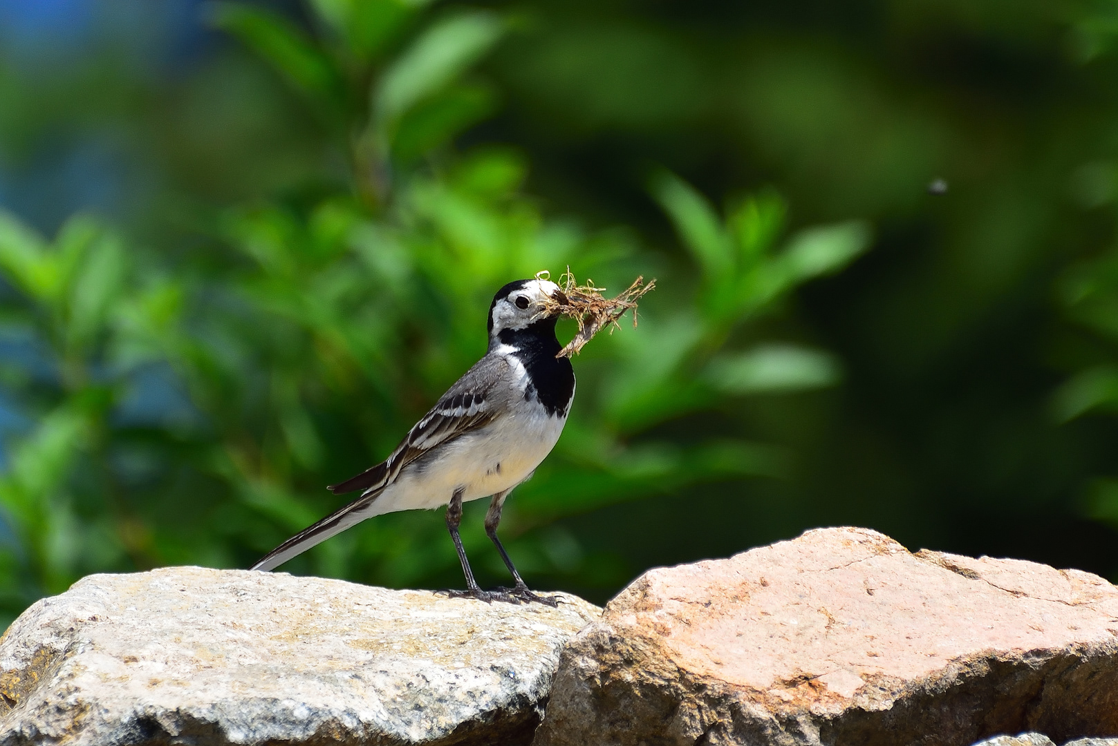 Konipas bílý (Motacilla alba), Pyšely, 06/2018