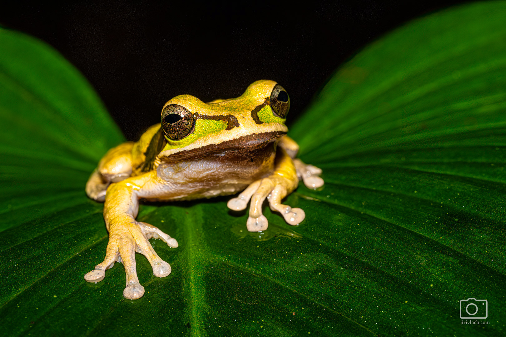 Smiliska banánová (New Granada cross-banded tree frog, Smilisca phaeota)