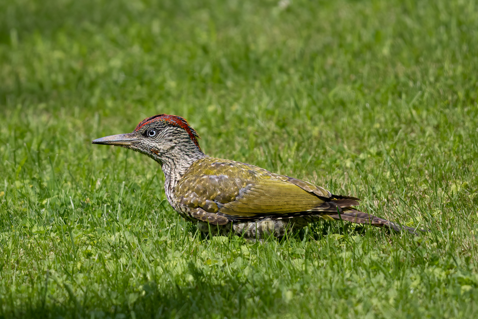 Žluna zelená (Picus viridis), Pyšely, 08/2019