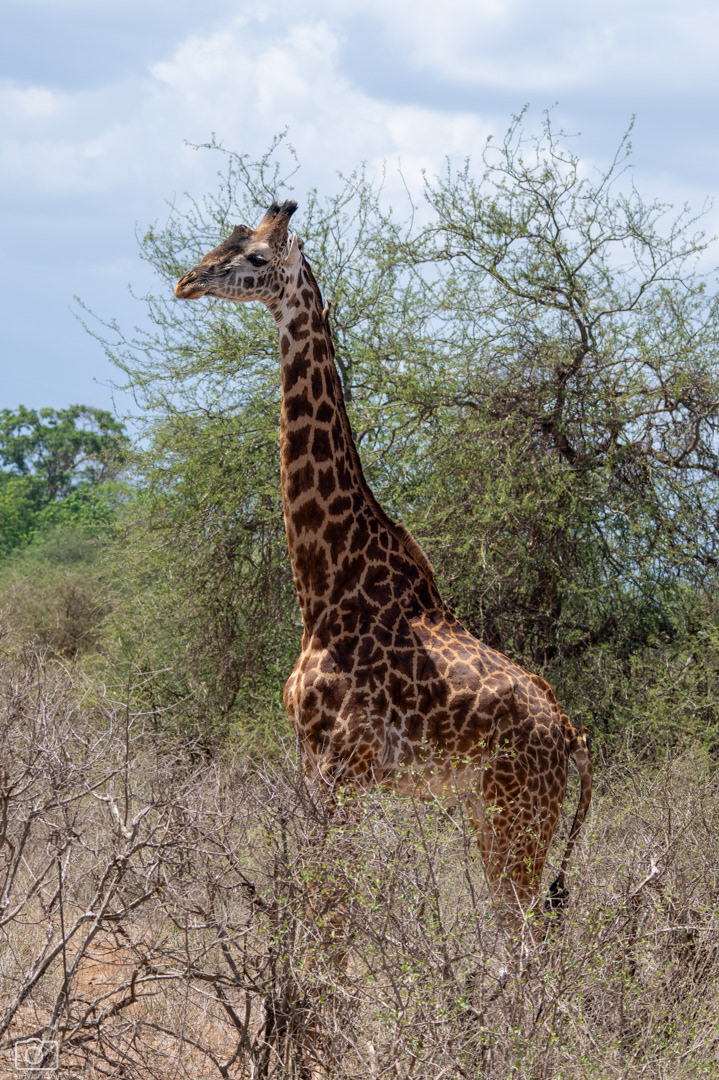 Žirafa masajská (Giraffa tippelskirchi), Kenya, 12/2025