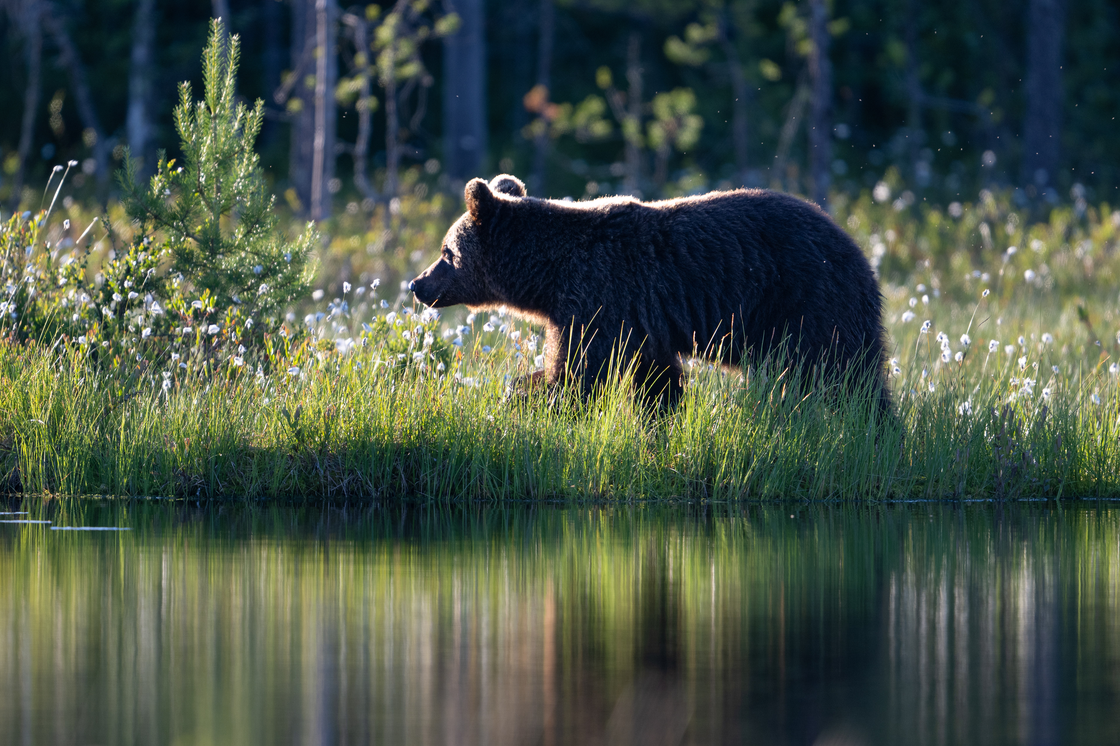 Medvěd hnědý (Ursus arctos), Finsko