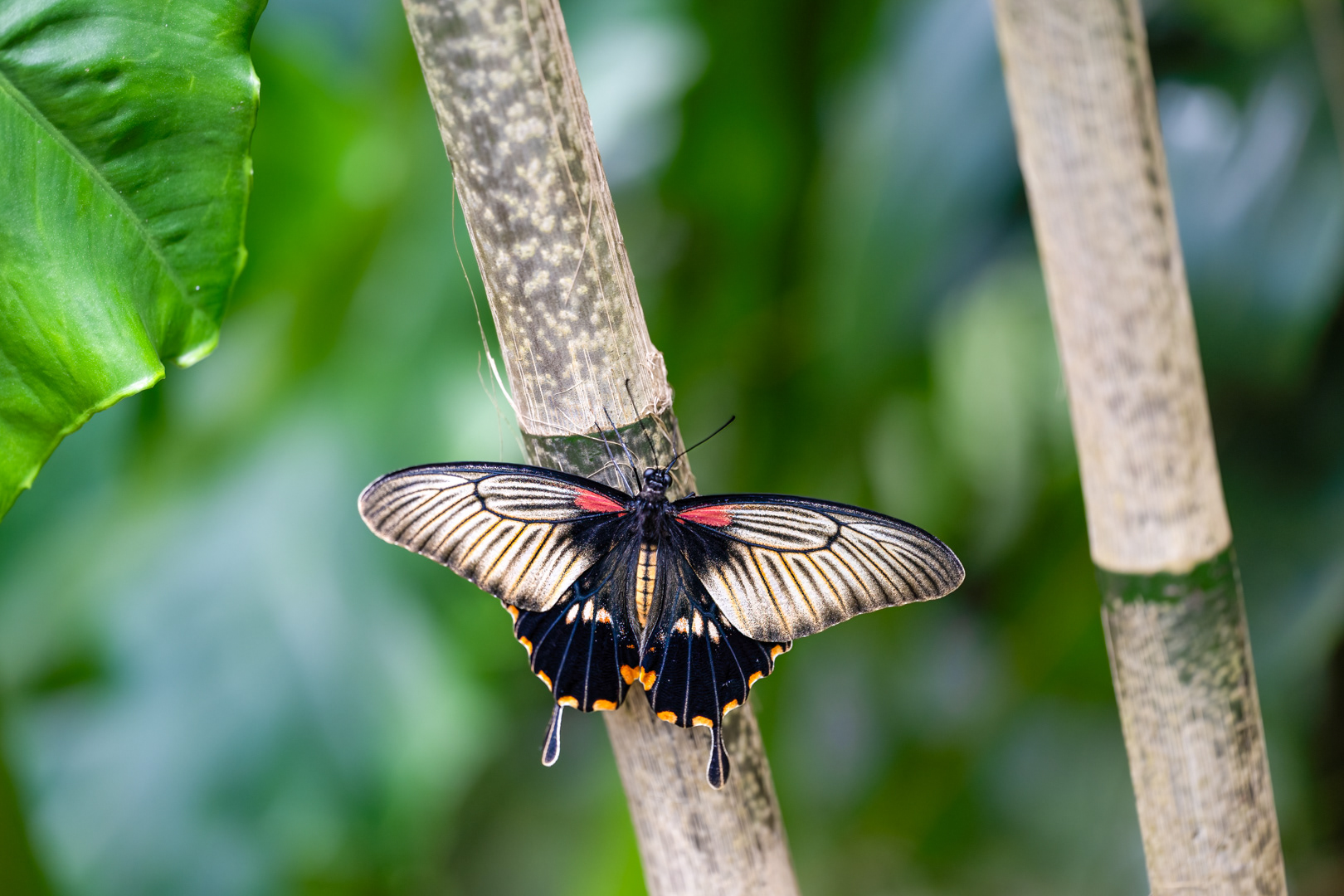Papilio memnon (Great mormon), Fata Morgana, Praha, 05/2024