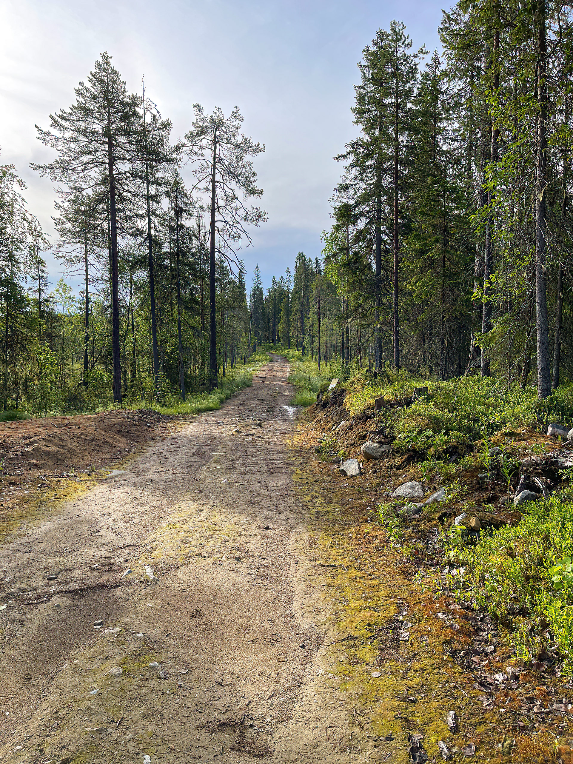Finská tajga, ráno