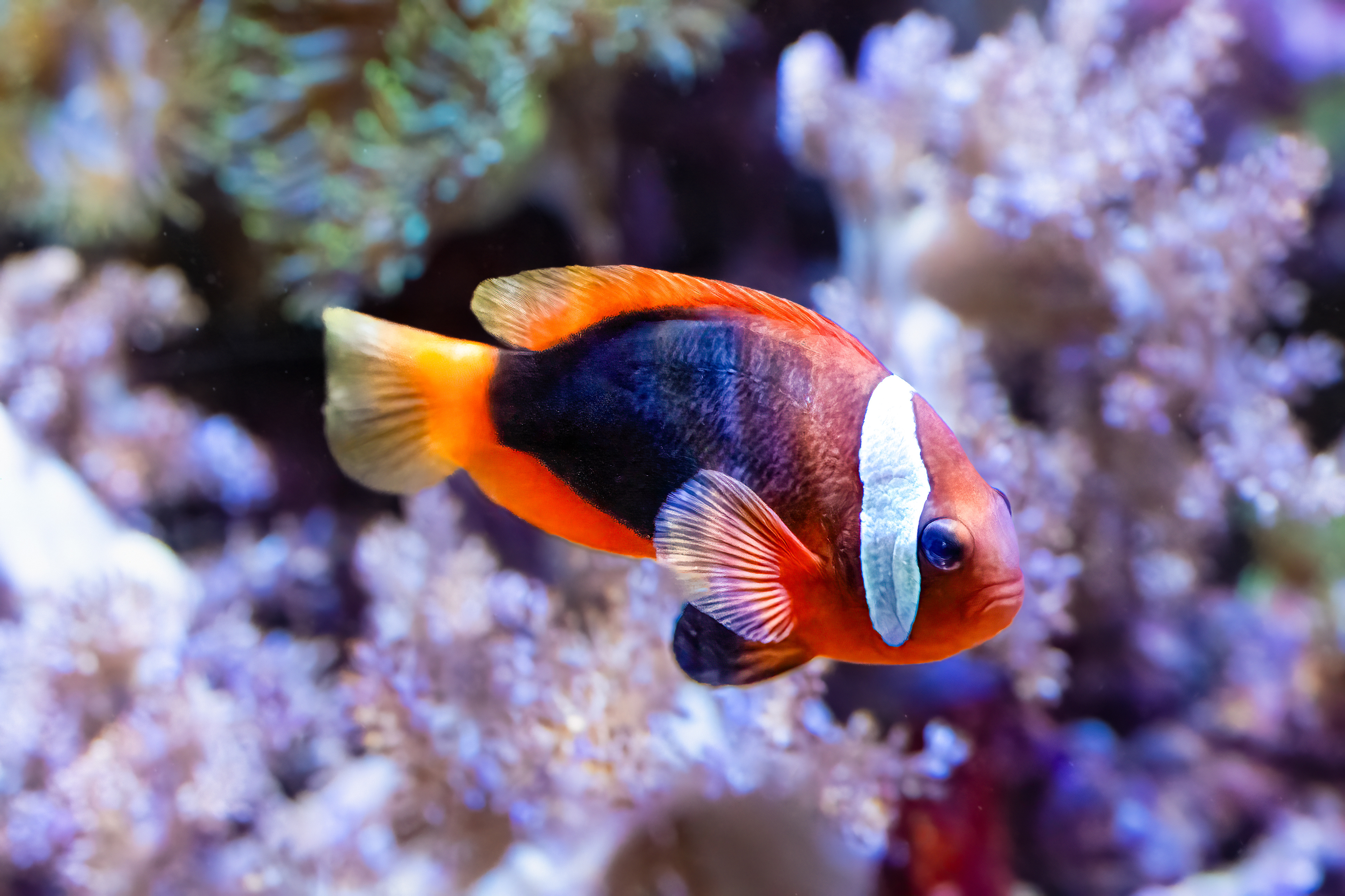 Klaun tmavý (Amphiprion melanopus)