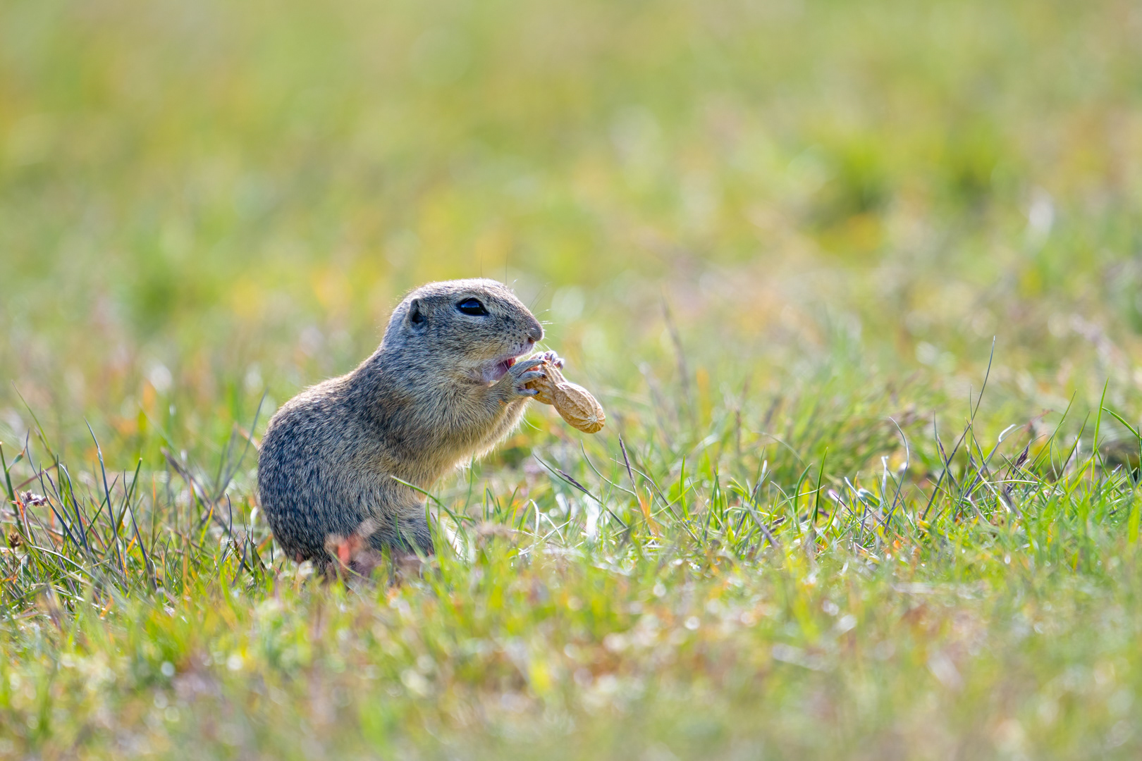Sysel obecný (Spermophilus citellus), Radouč, 04/2024
