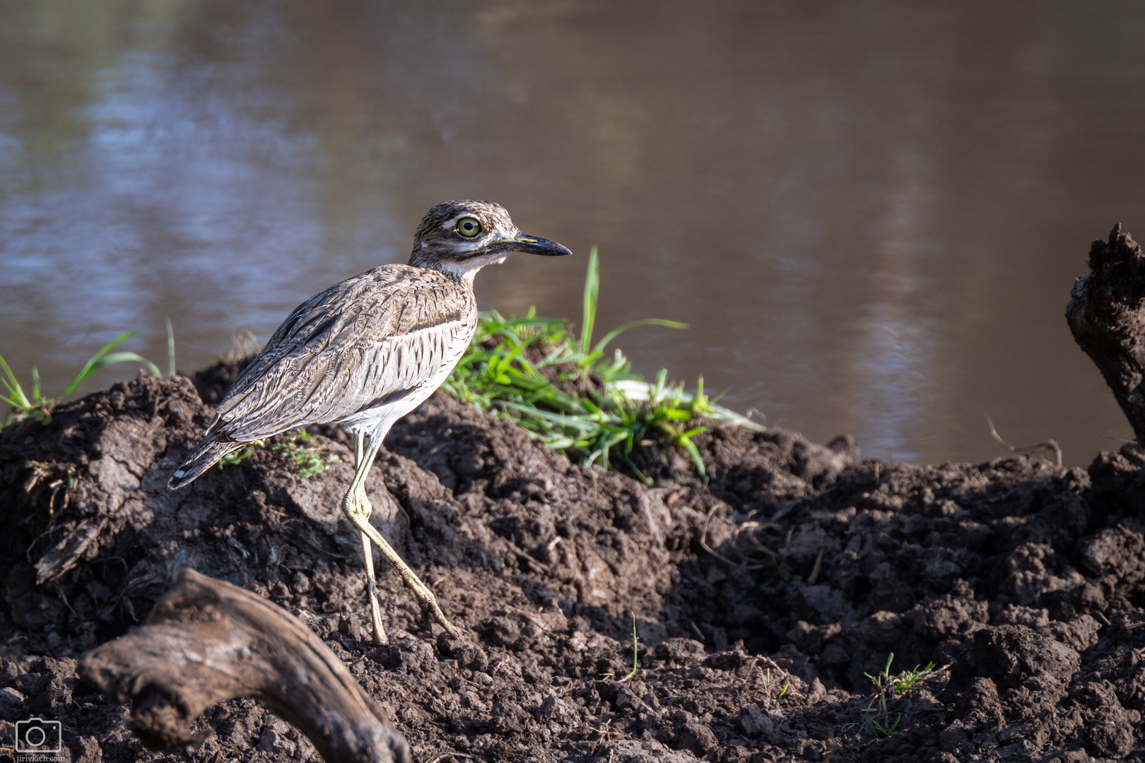 Dytík tmavý (Burhinus vermiculatus), Kenya, 12/2025