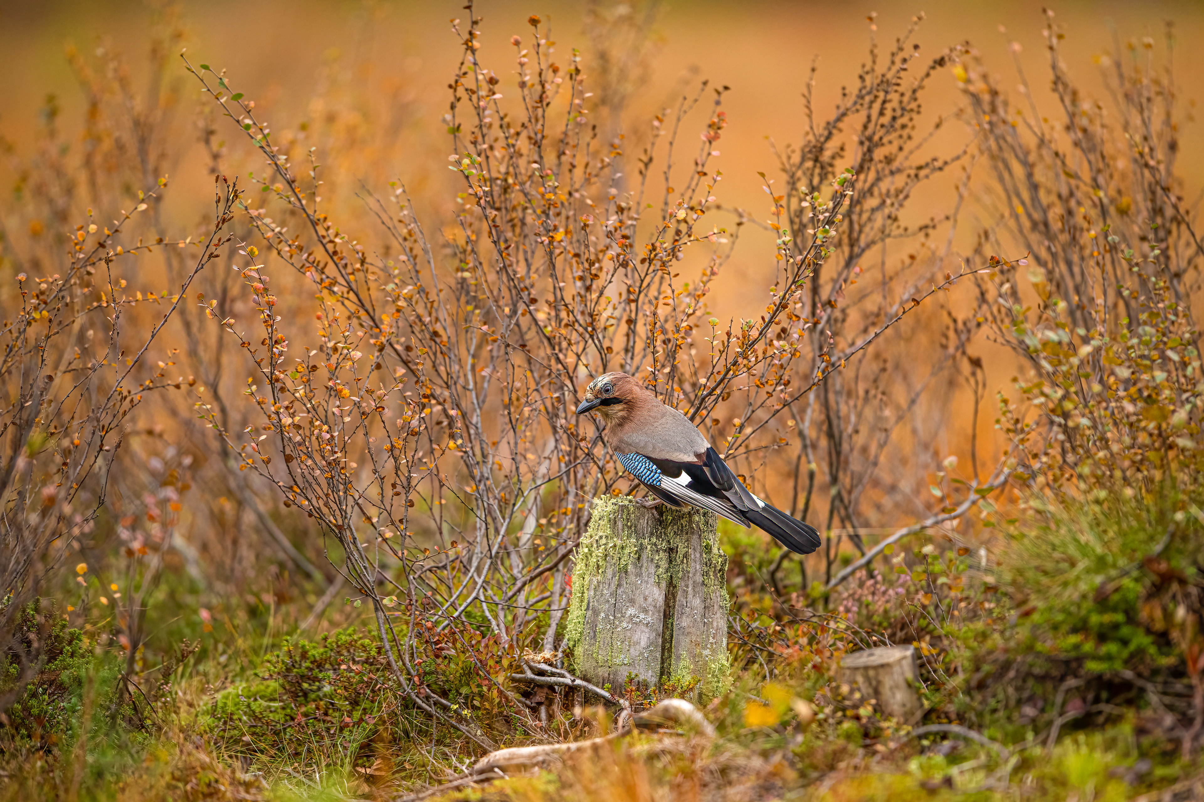 Sojka obecná (Garrulus glandarius), Finsko, 09/2022