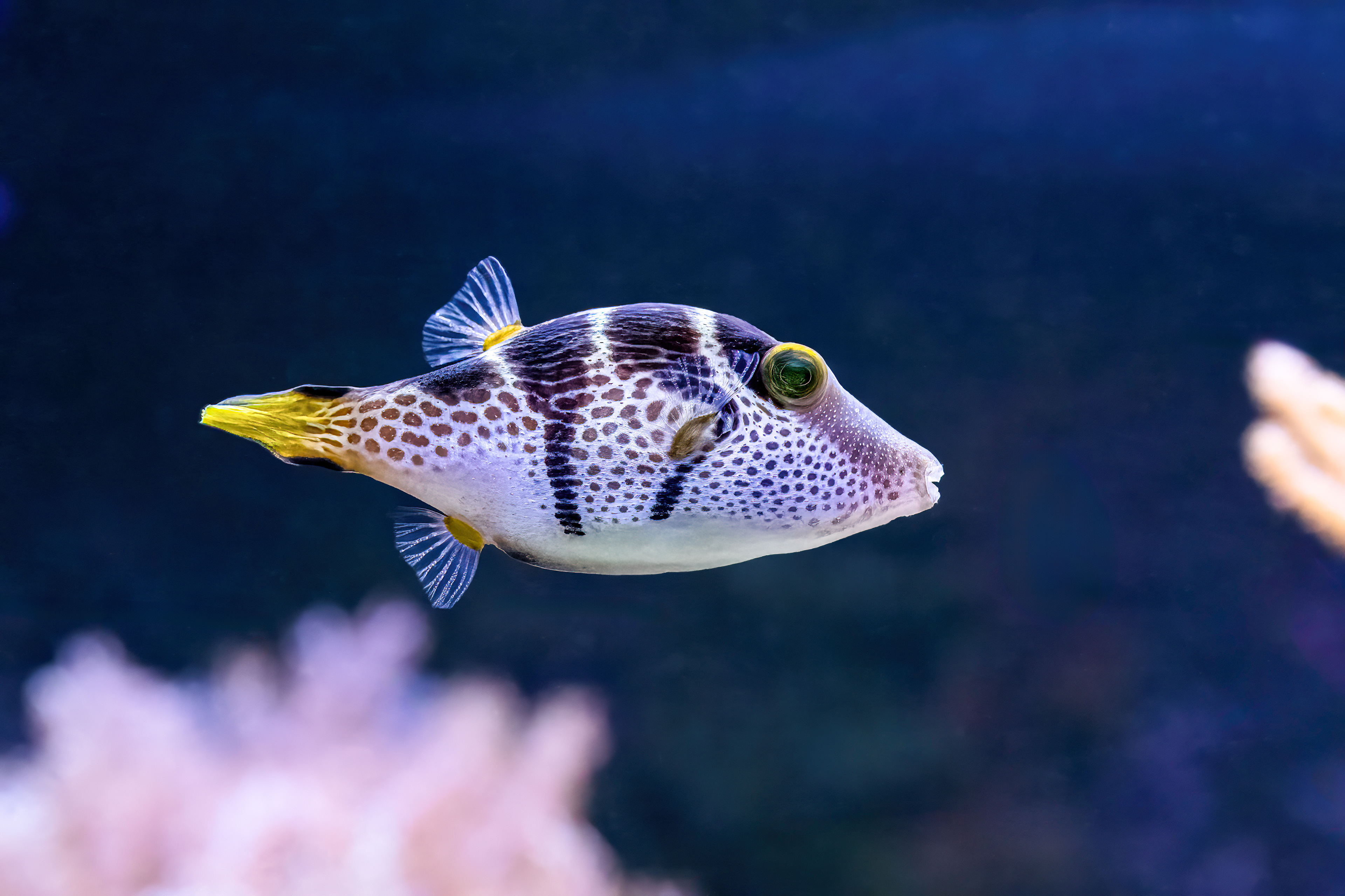 Hranobřich Valentinův (Canthigaster valentini)