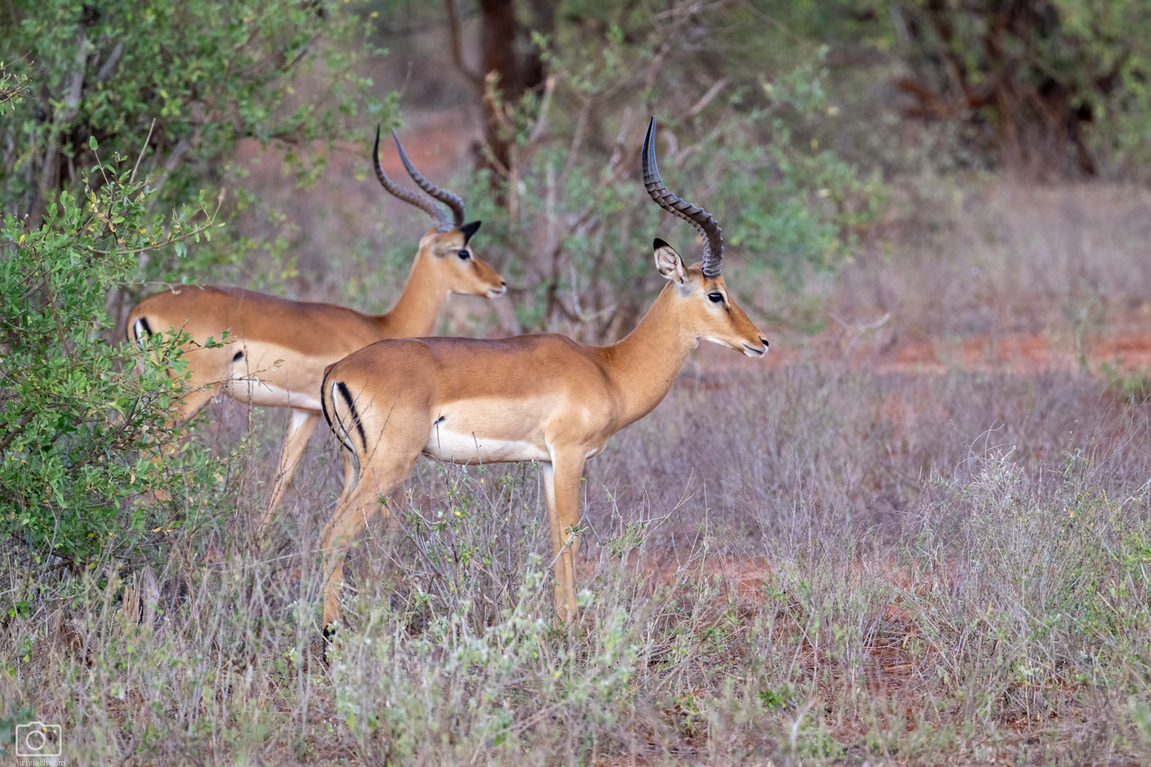 Impala jihoafrická ((Aepyceros melampus melampus), Kenya, 12/2025