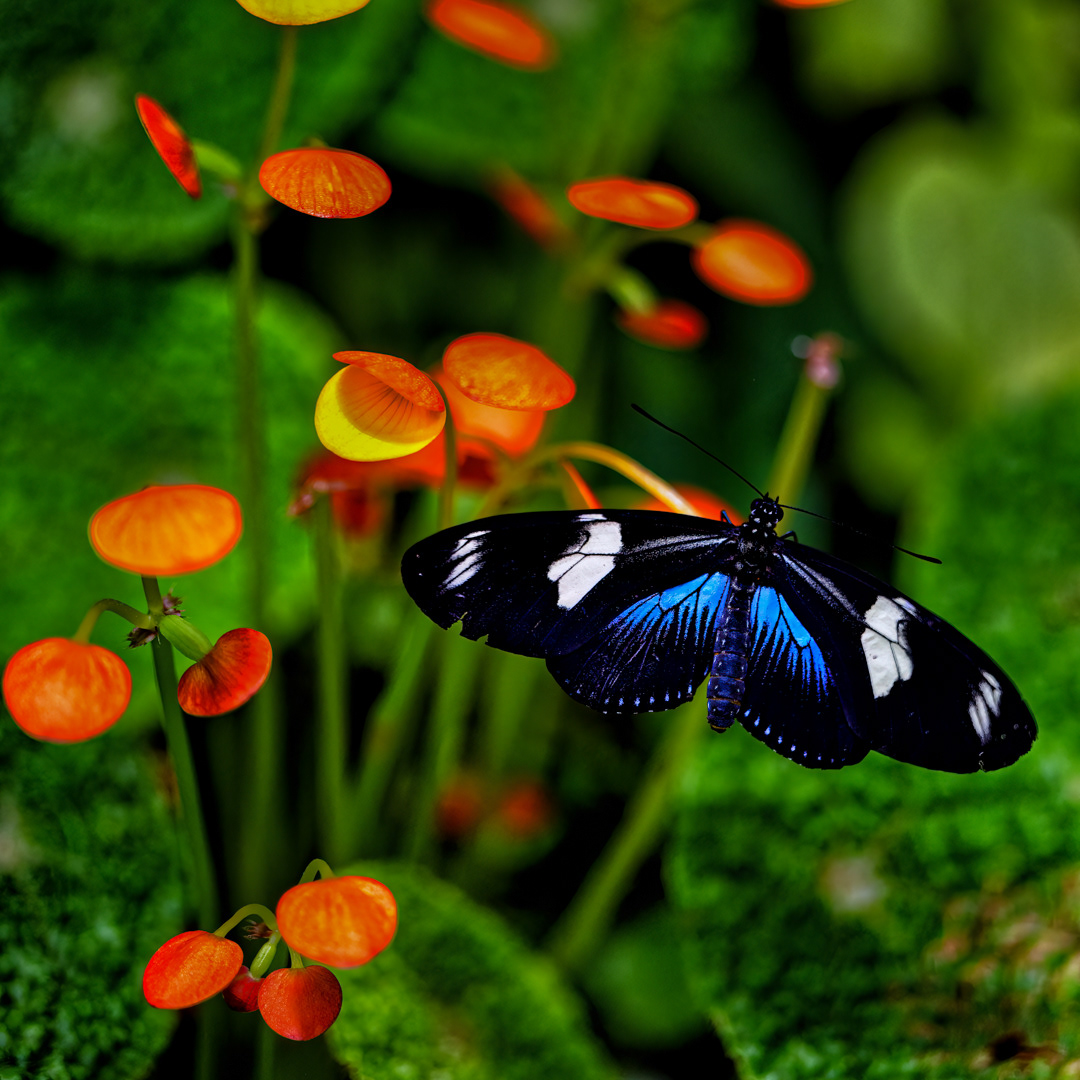 Heliconius doris, Fata Morgana, Praha, 05/2022