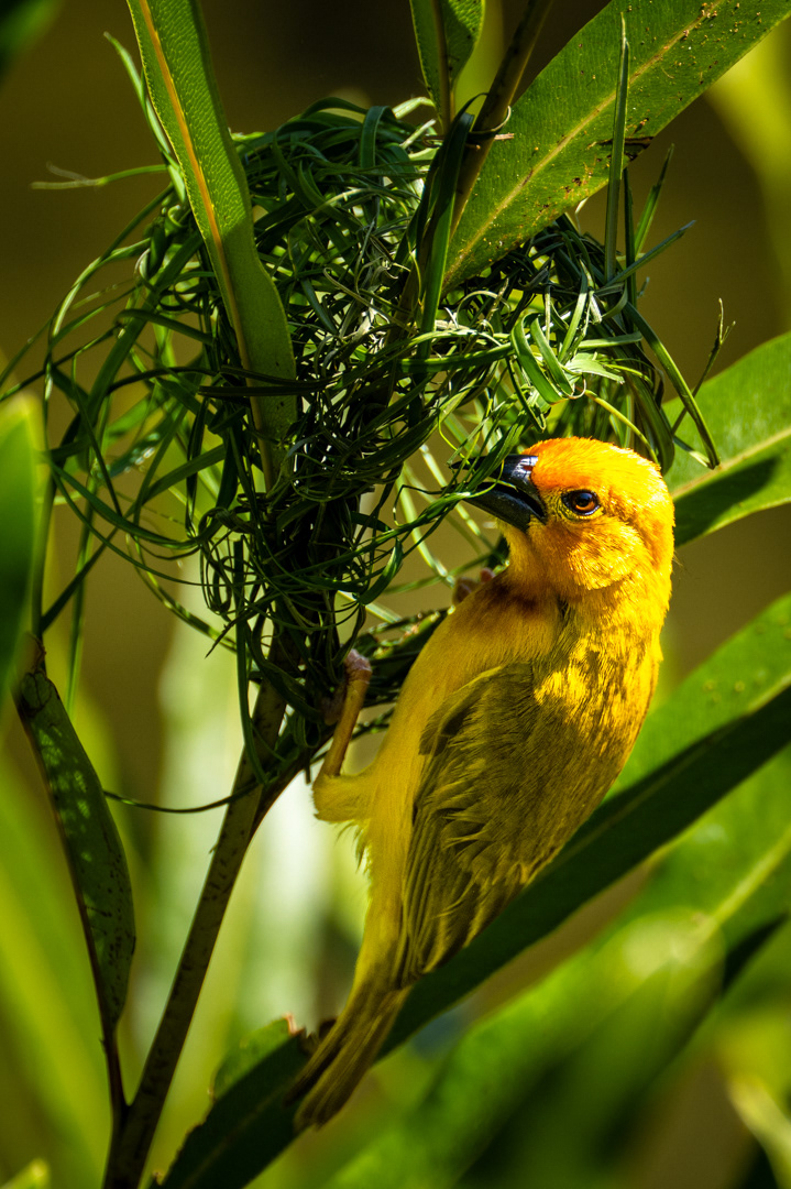 Snovač východoafrický (Ploceus castaneiceps), Kenya, 12/2025
