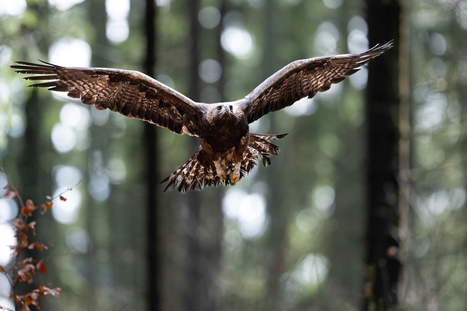 Orel skalní (Aquila chrysaetos), Vysočina, 02/2024