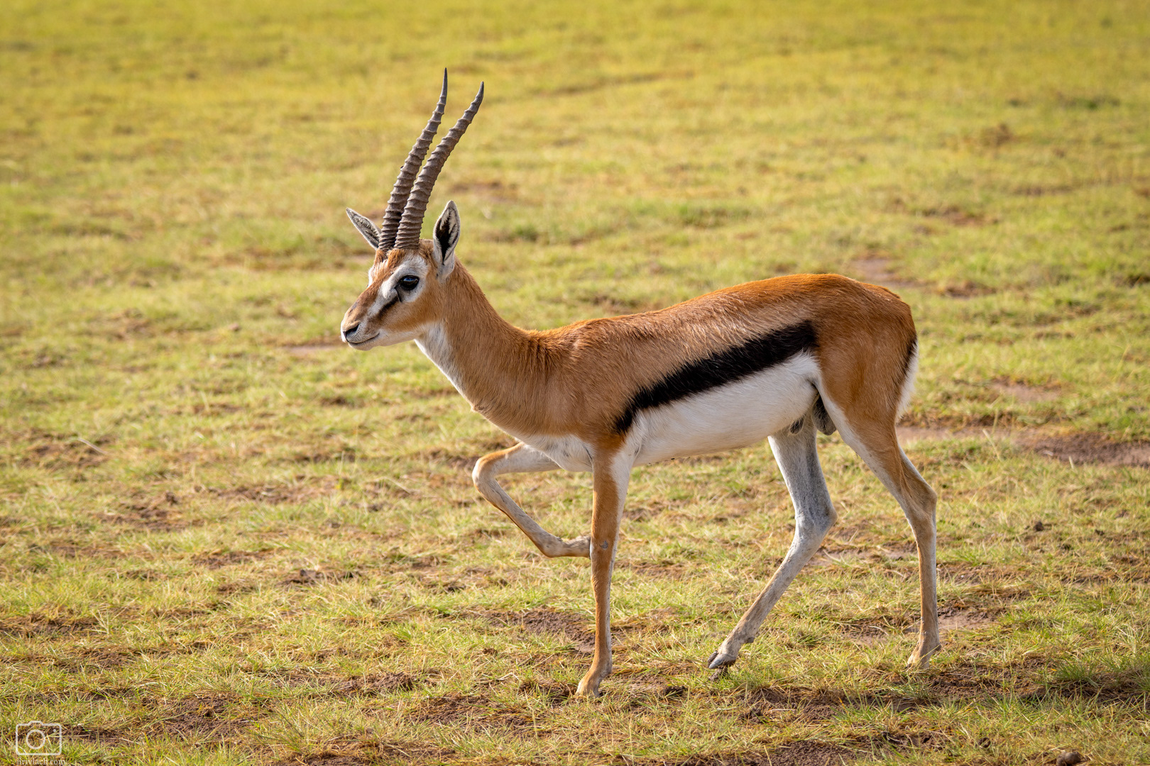 Gazela Thomsonova (Eudorcas thomsonii), Kenya, 12/2025
