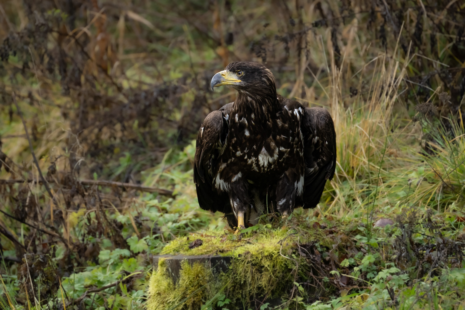 Orel mořský (Haliaeetus albicilla), Vysočina, 11/2022