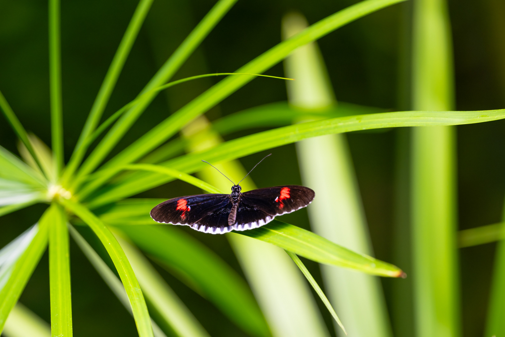 Heliconius melpomene (Postman butterfly), Fata Morgana, Praha, 05/2024