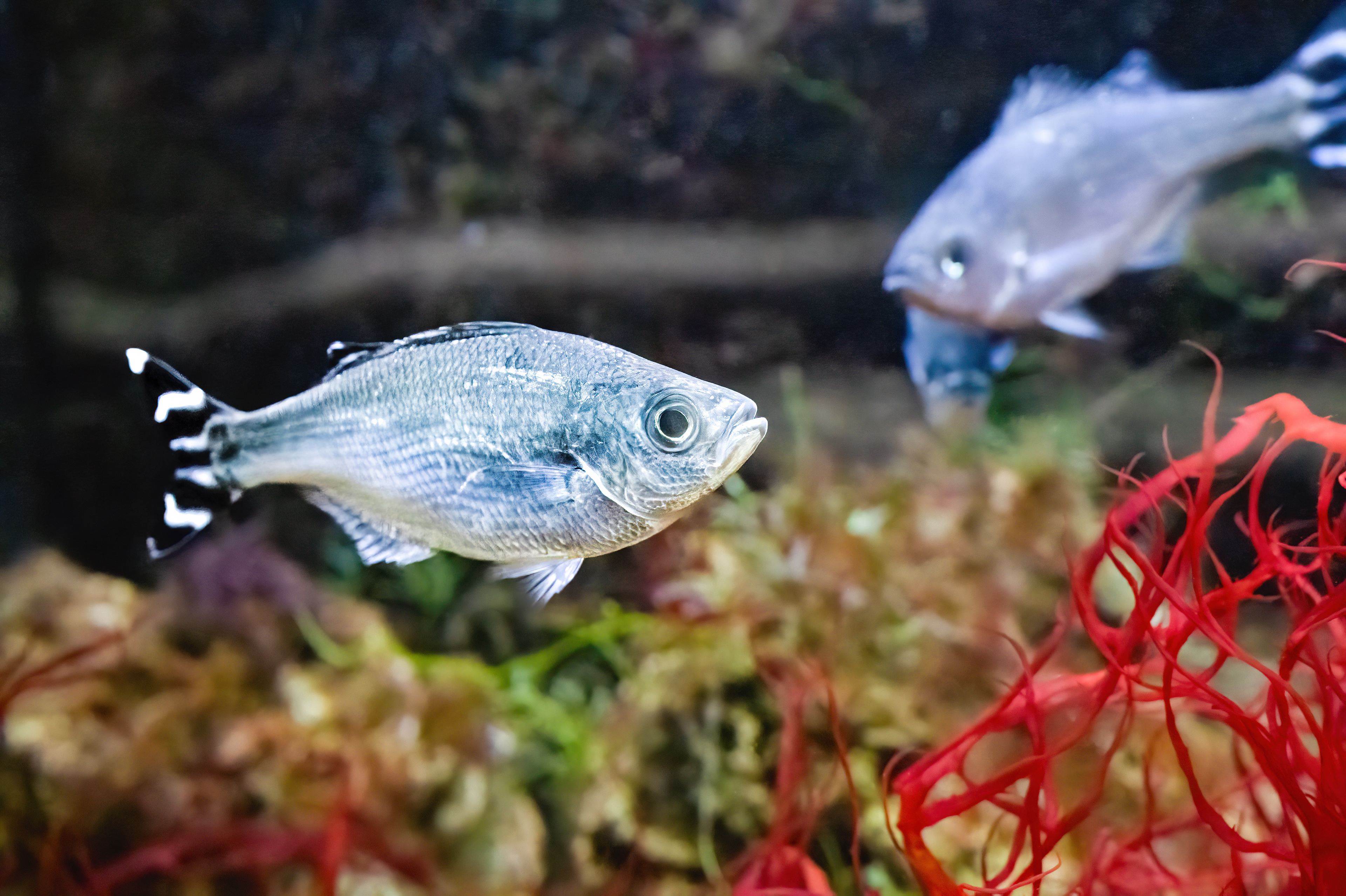 Praporkovec cípalovitý (Kuhlia mugil)