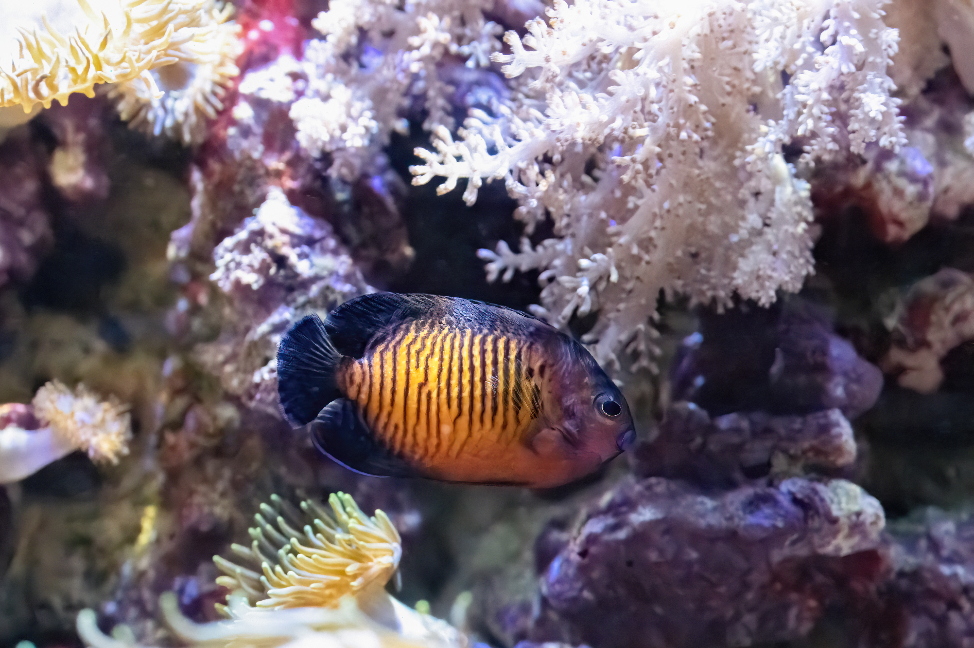 Pomčík dvoutrnný (Centropyge bispinosa)