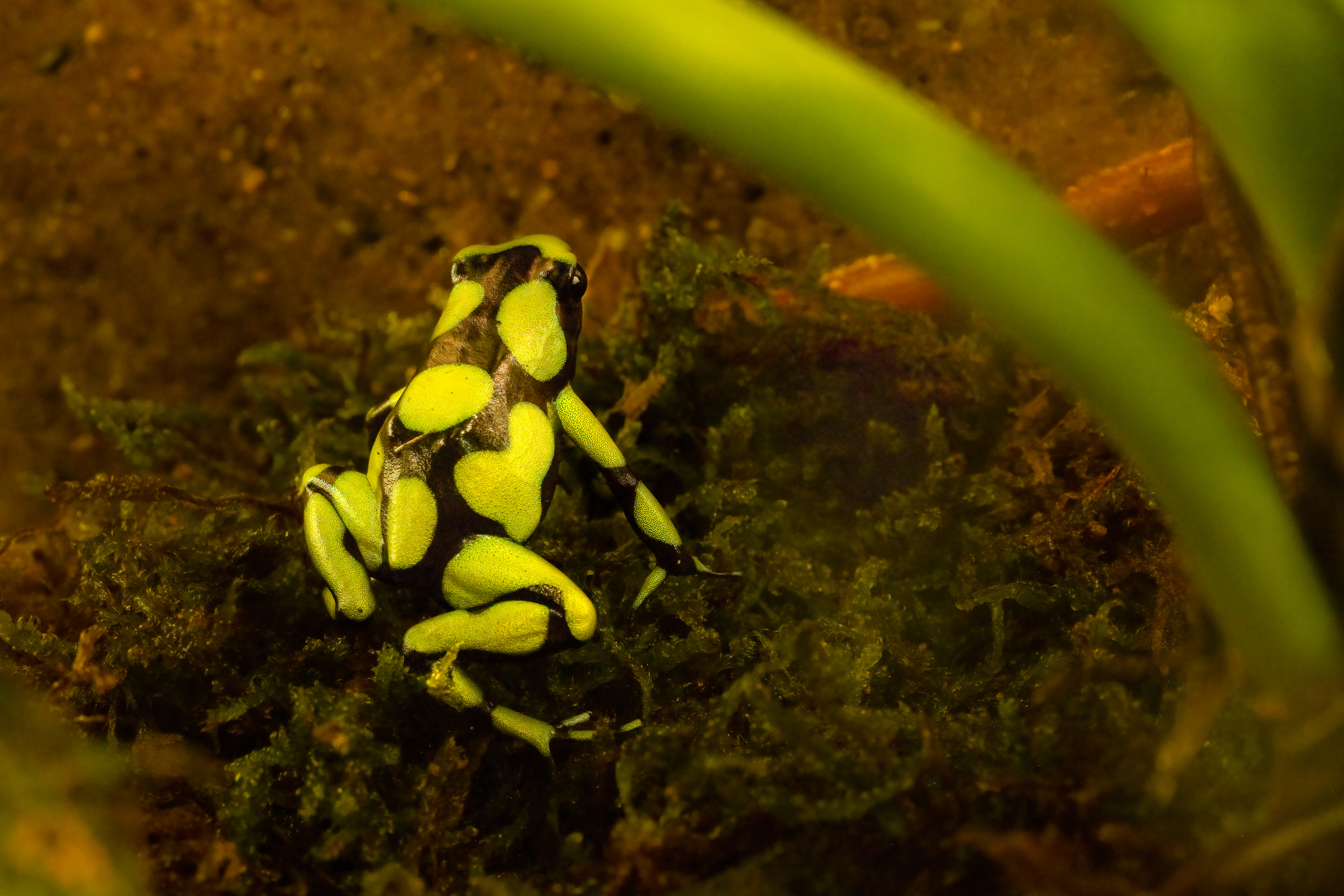 Pralesnička batikovaná "Capurgana" (Dendrobates auratus "Capurgana"), 08/2024