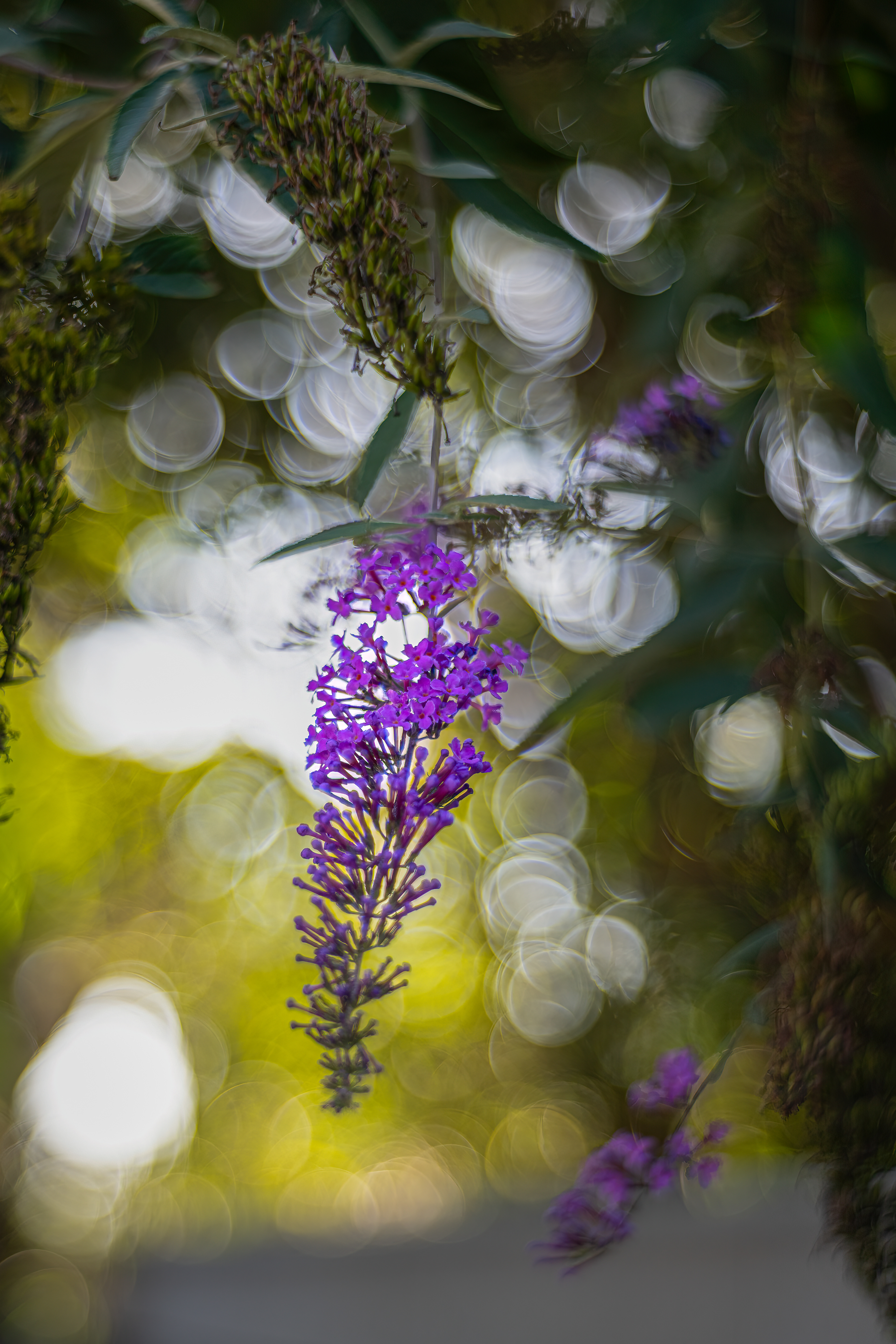 Komule Davidova (Buddleja davidii), Pyšely, 08/2024