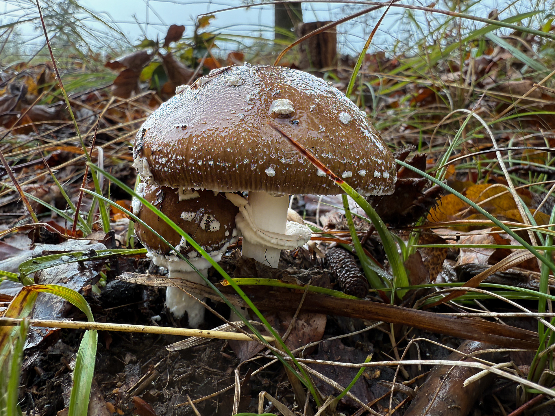 Muchomůrka tygrovaná (Amanita pantherina)